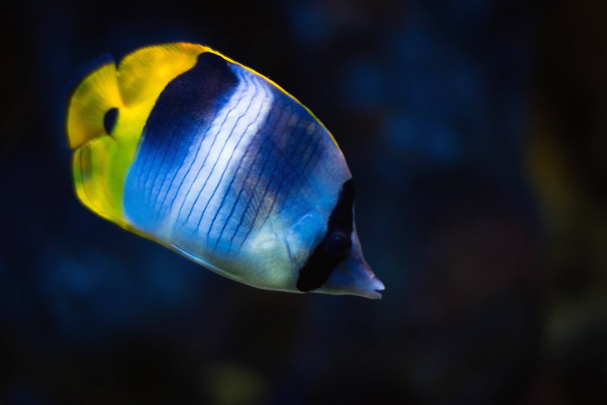 Nikon D810 + Sigma 50mm F1.4 EX DG HSM sample photo. The blue yellow fish photography