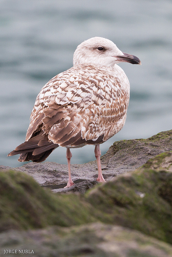 Canon EF 500mm F4L IS II USM sample photo. Gaviota patiamarilla (larus michahellis). photography
