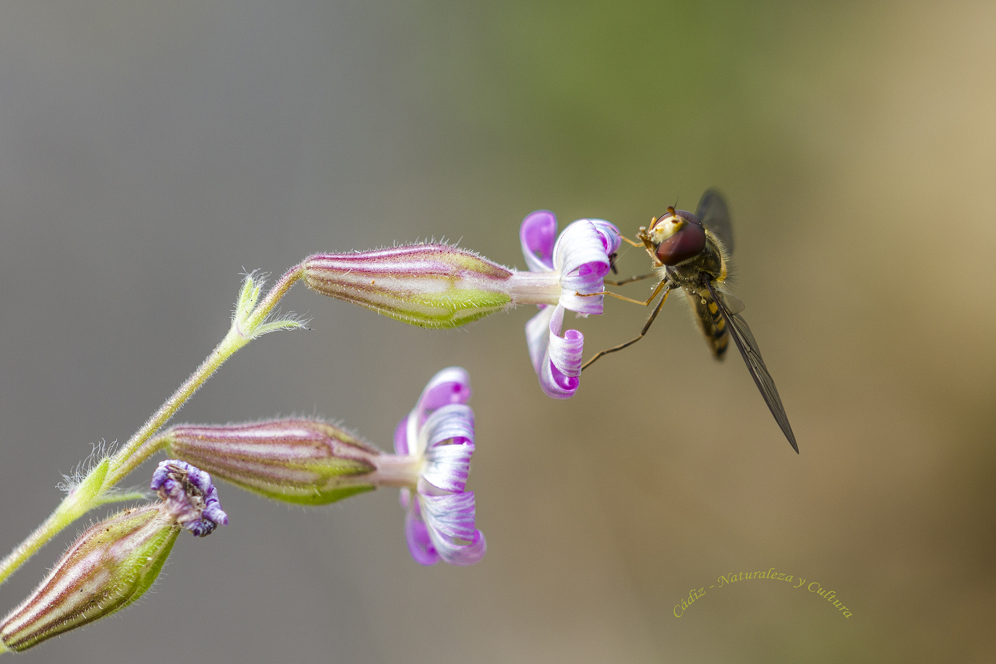 Sigma 105mm F2.8 EX DG OS HSM sample photo. Mosca  carnavalera ... photography