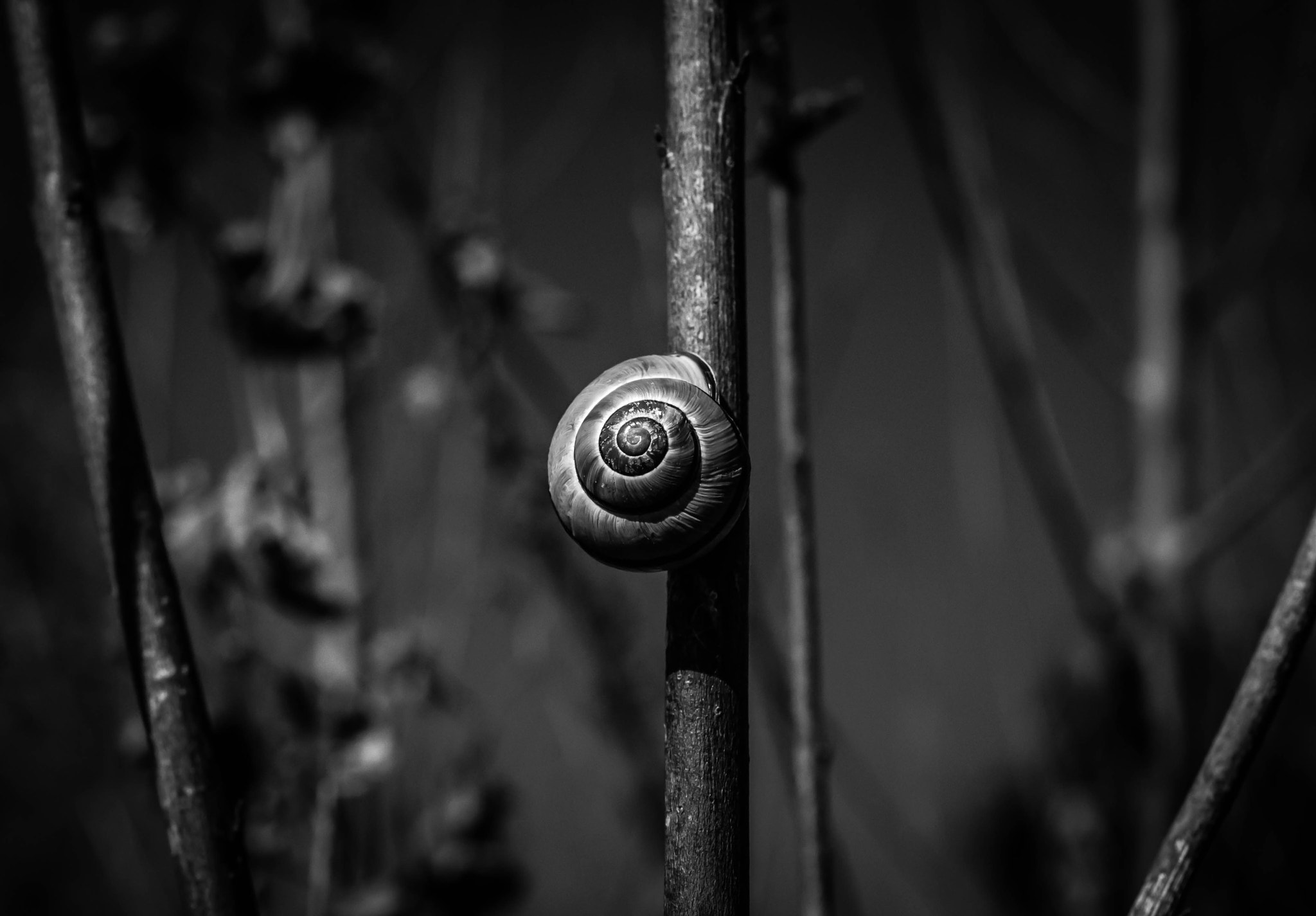 Nikon AF-S DX Micro Nikkor 40mm F2.8 sample photo. Snail sunbathing photography