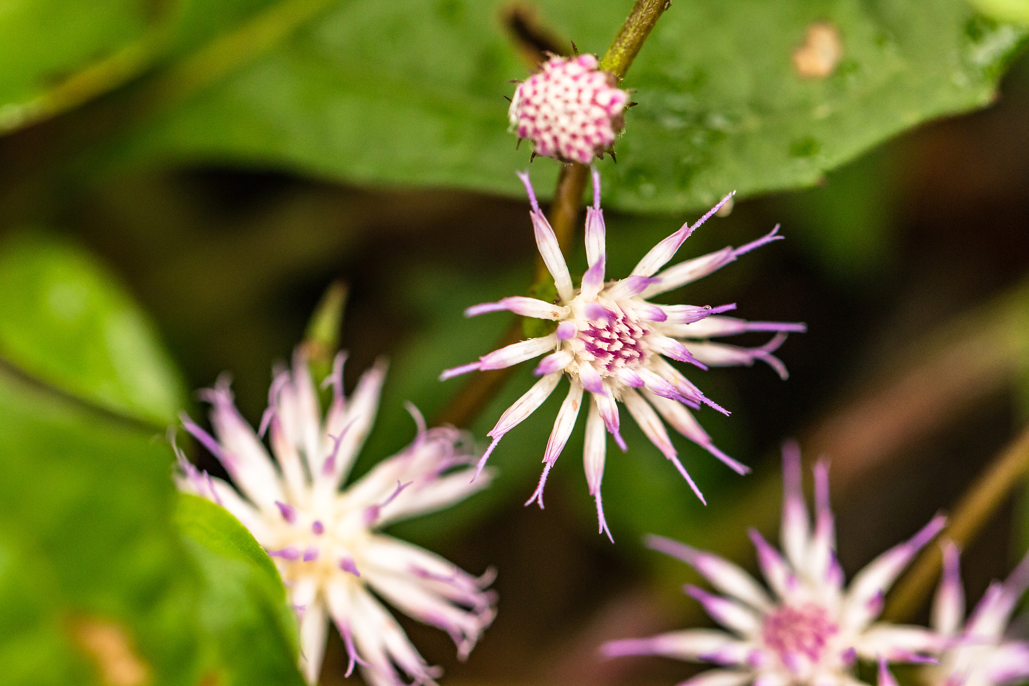 Canon EOS 70D + Canon EF 100mm F2.8L Macro IS USM sample photo. Estrelas photography