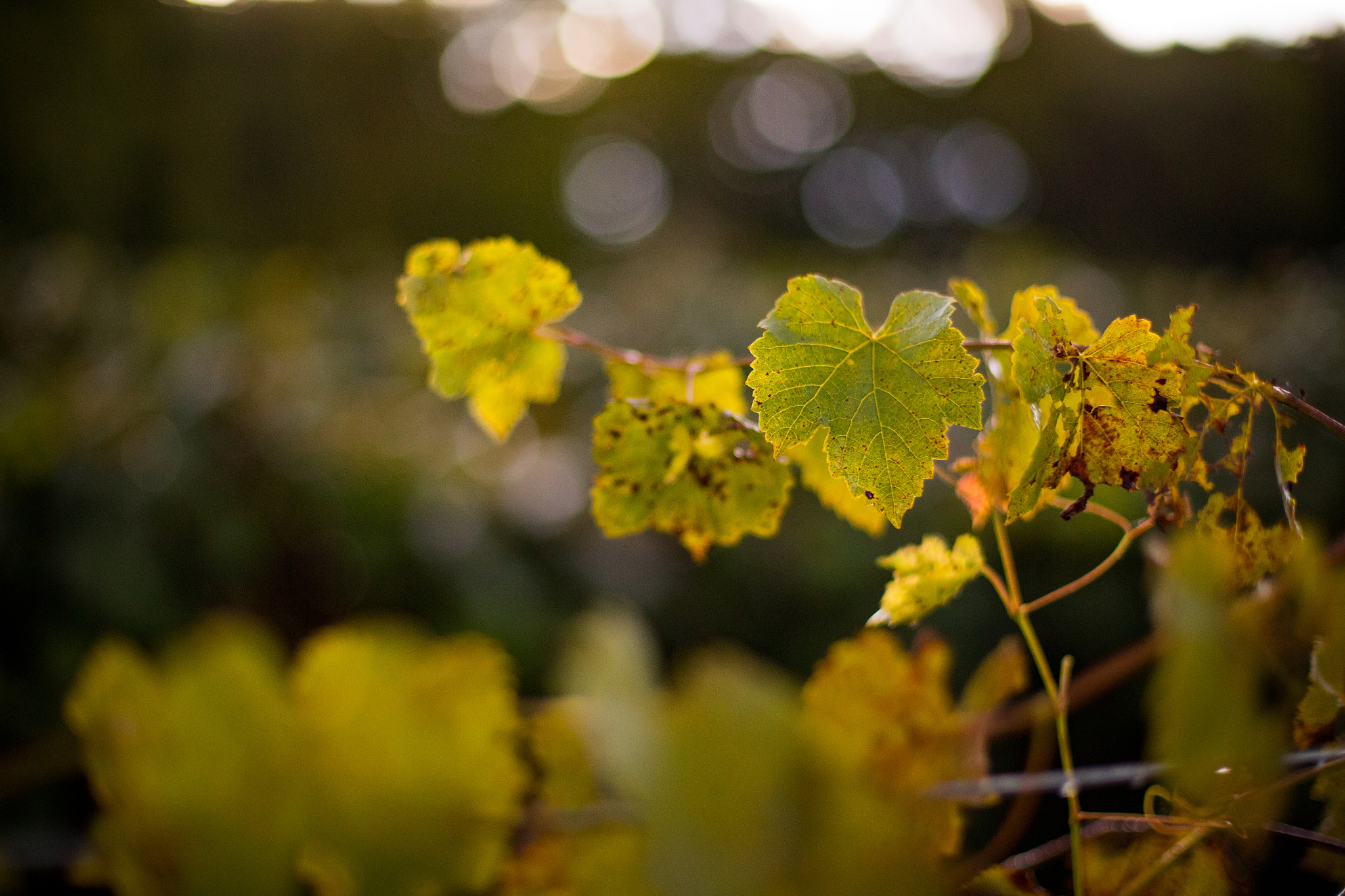 Canon EOS-1D C sample photo. Vineyard morning photography