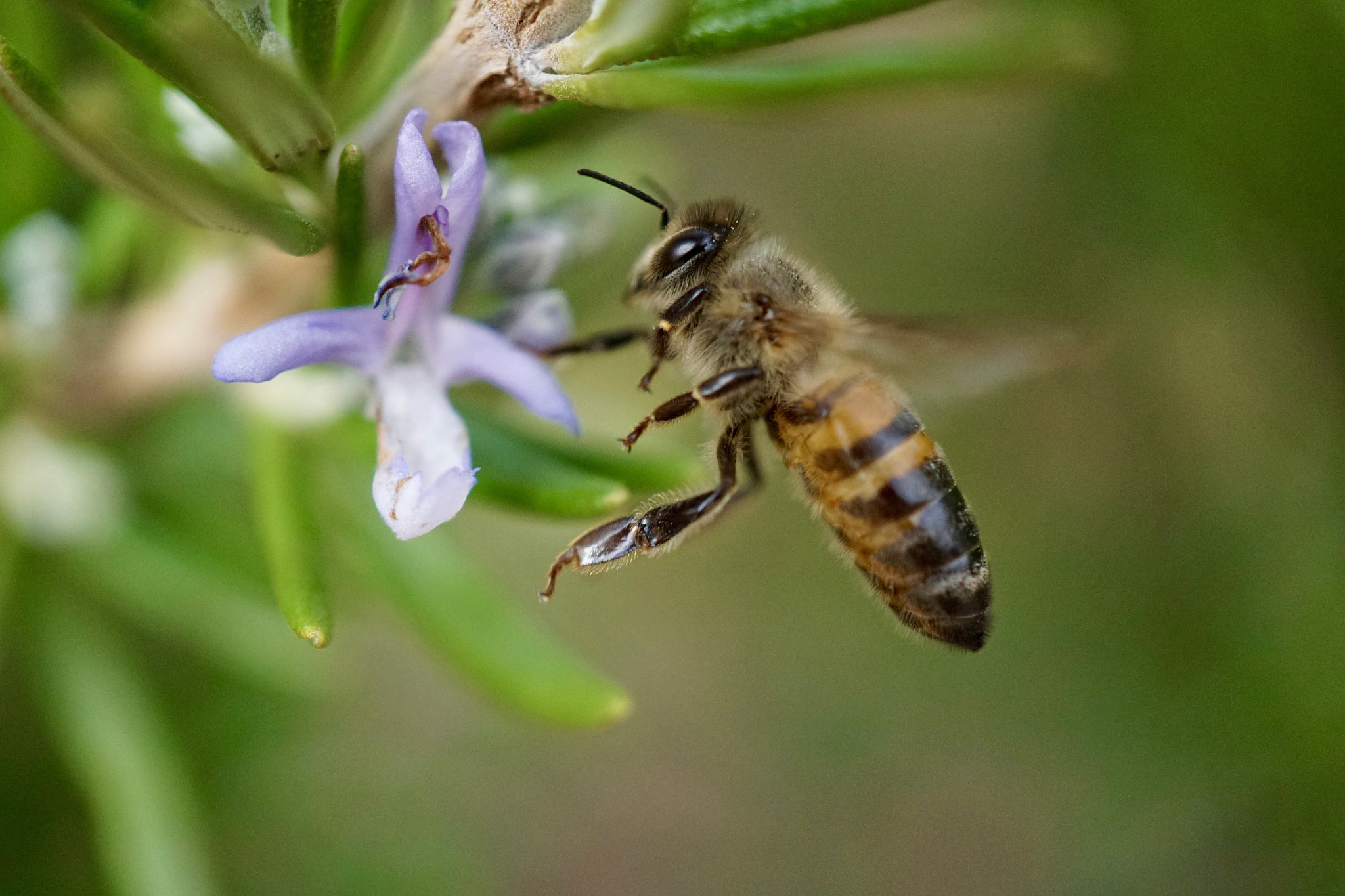 Sony E 30mm F3.5 sample photo. Rosemary honey photography