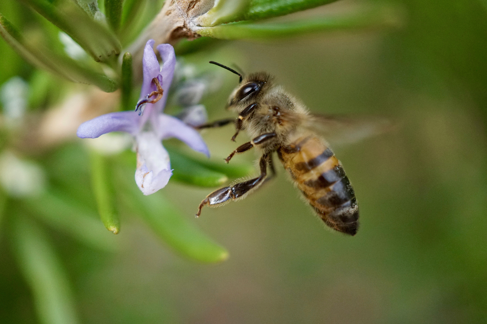 Sony a5100 sample photo. Rosemary honey photography