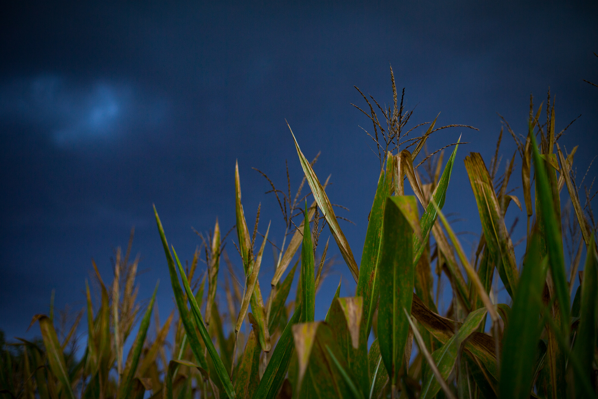 Canon EOS-1D C sample photo. Corn thunderstorm photography