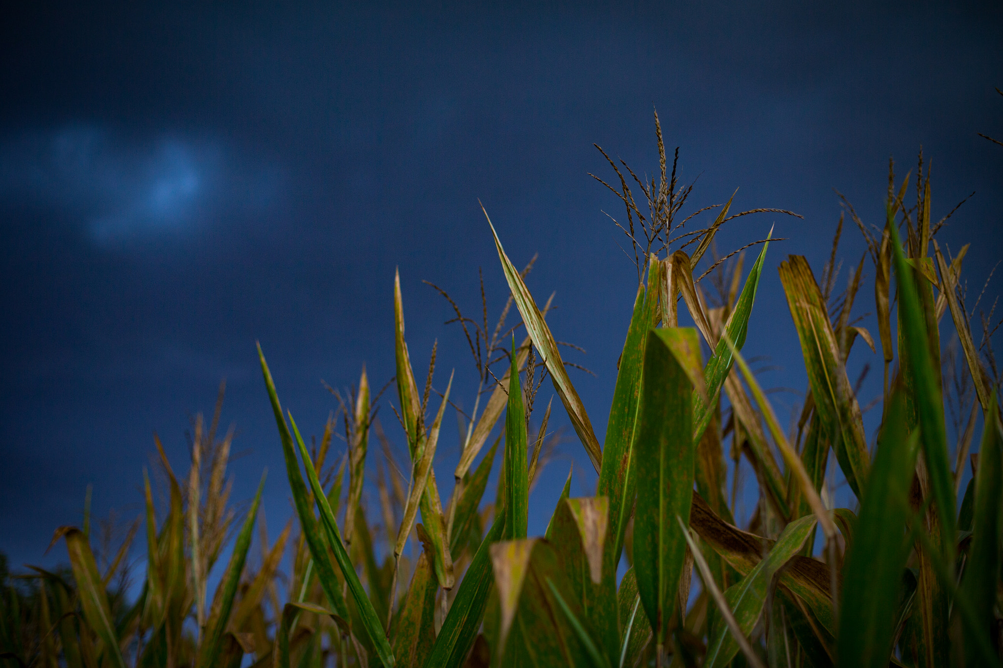 Canon EOS-1D C + Canon EF 50mm F1.4 USM sample photo. Corn thunderstorm photography