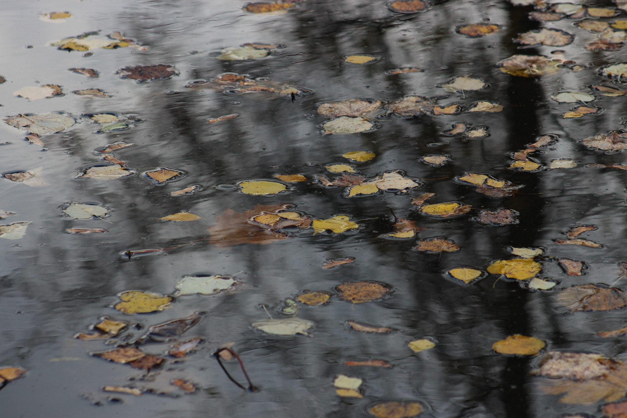 Canon EF 75-300mm f/4-5.6 USM sample photo. Autumn leaf fall photography