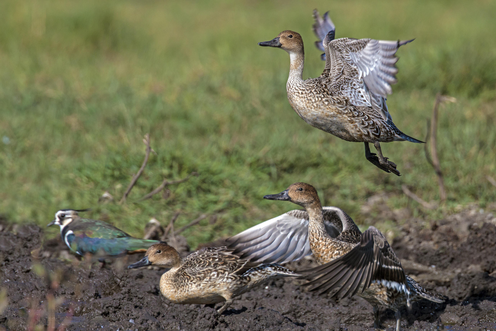 Canon EOS 70D + Canon EF 300mm F2.8L IS II USM sample photo. Codons photography