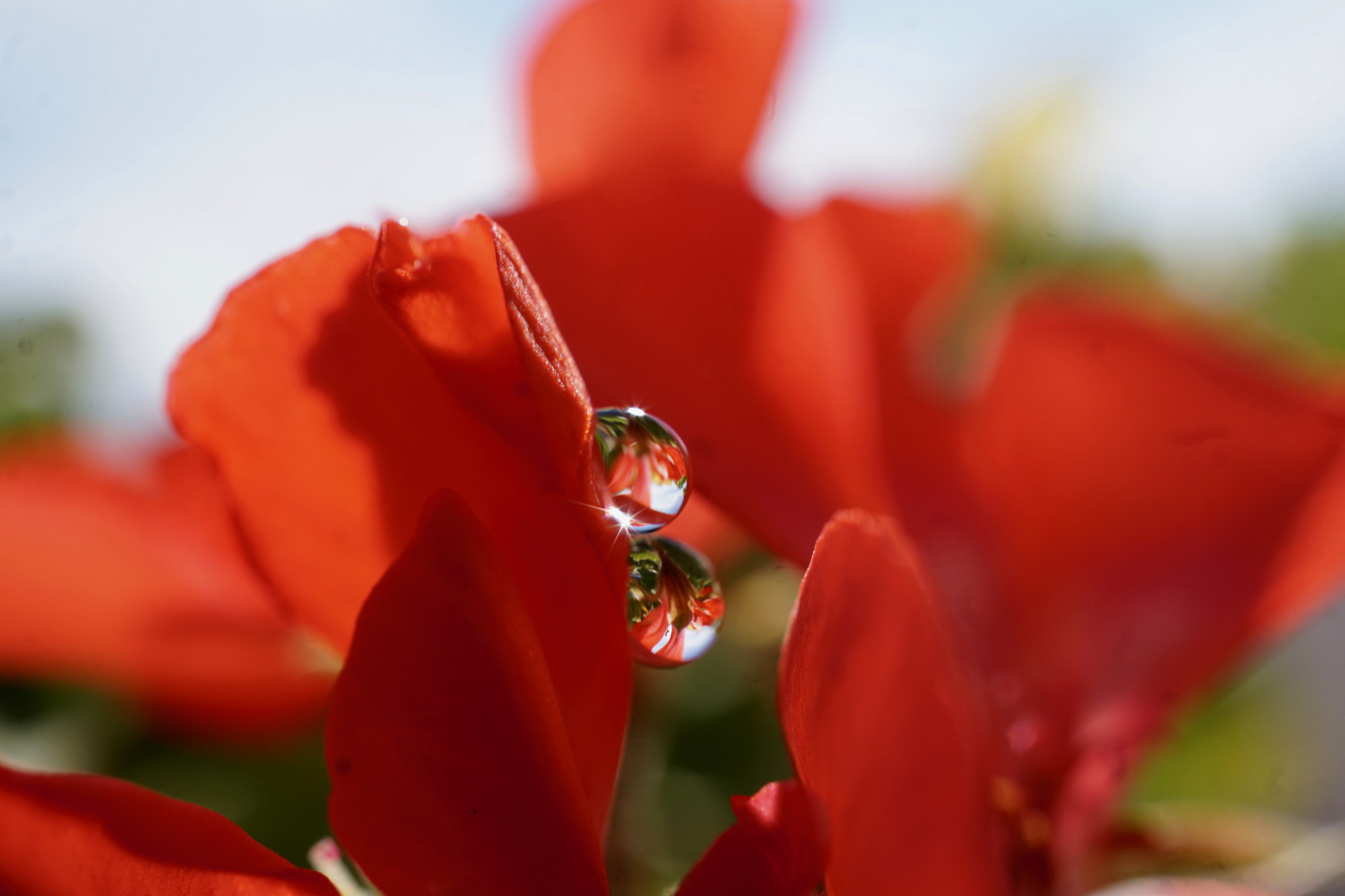 Sony a5100 + Sony E 30mm F3.5 sample photo. Flower reflections photography