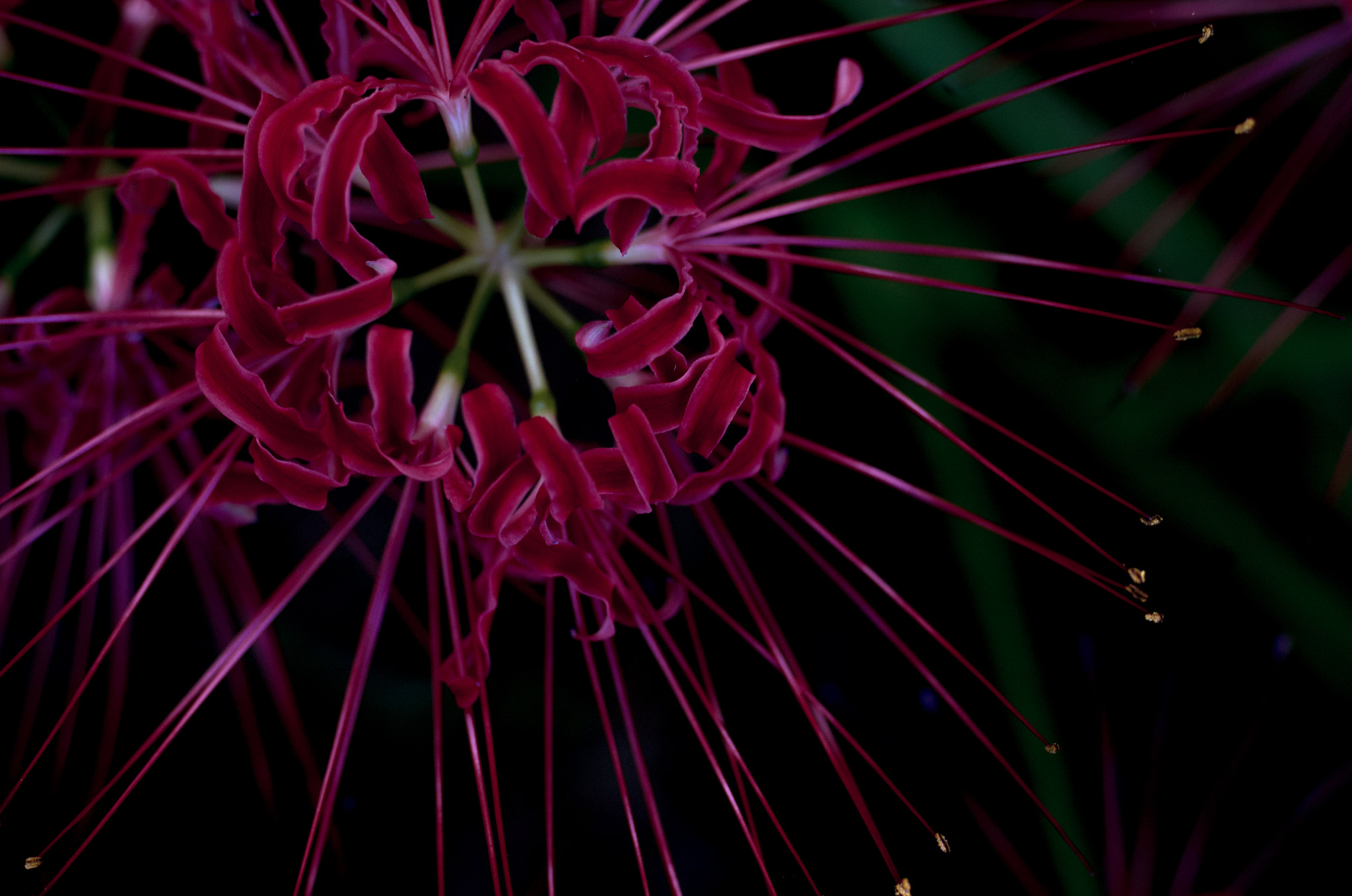 Pentax smc DA* 55mm F1.4 SDM sample photo. Lycoris radiata photography