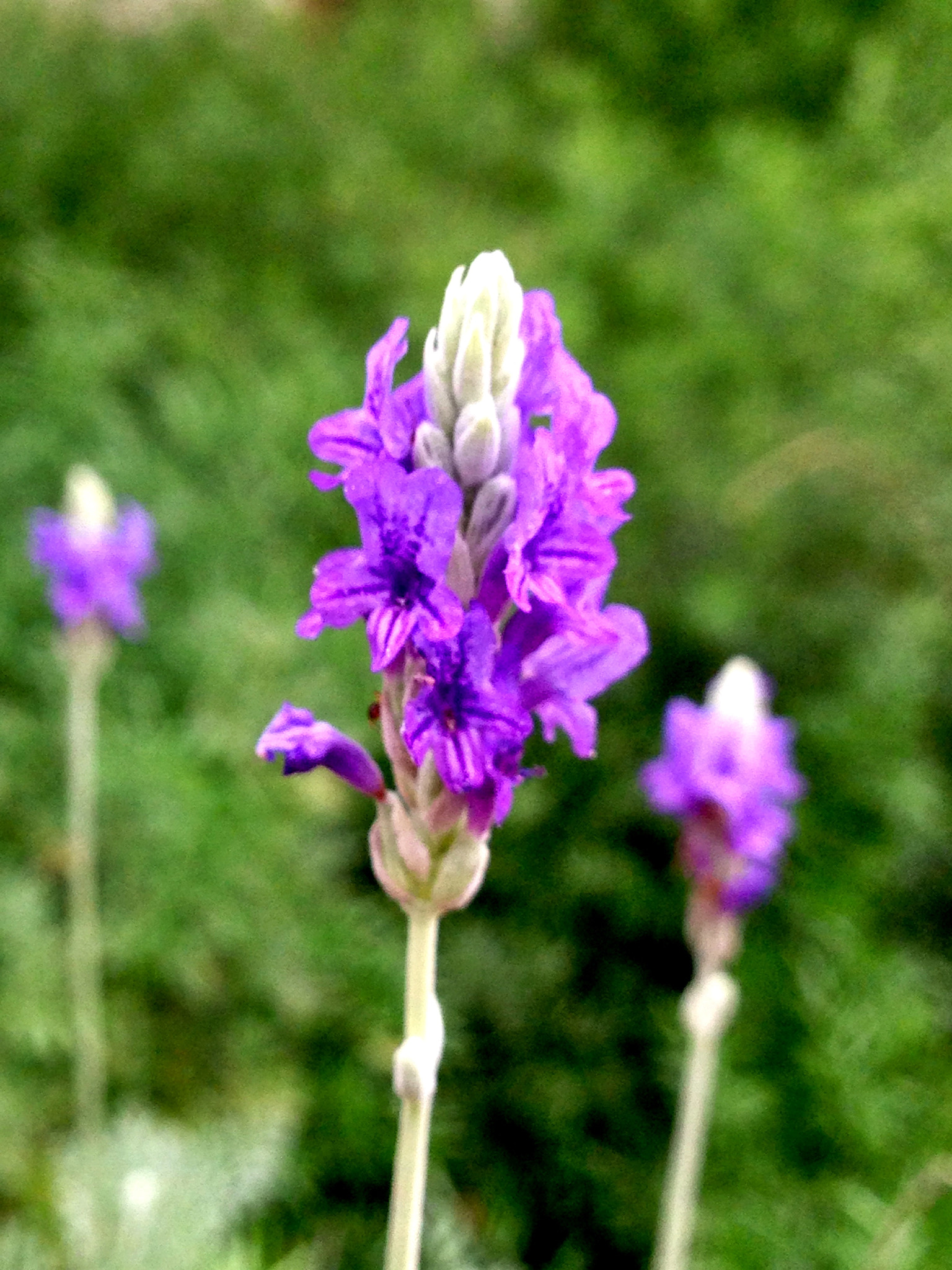 Apple iPhone5,2 sample photo. Purple lavender 紫色的薰衣草 photography