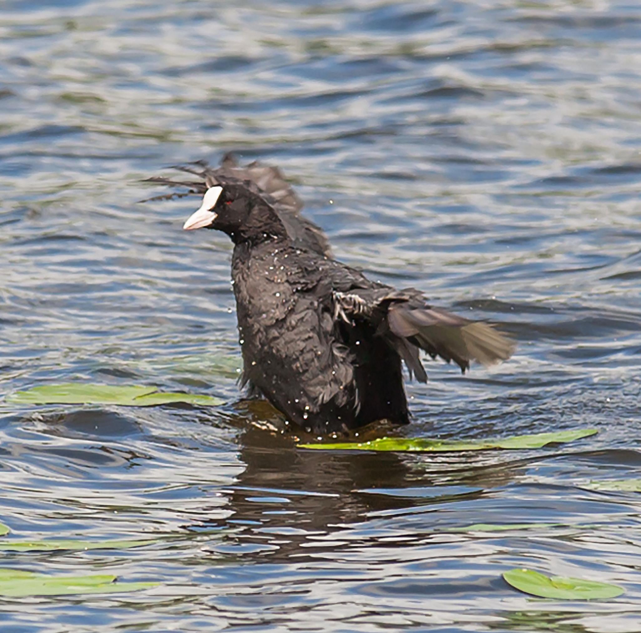 Canon EOS 5D sample photo. The water is cold today photography