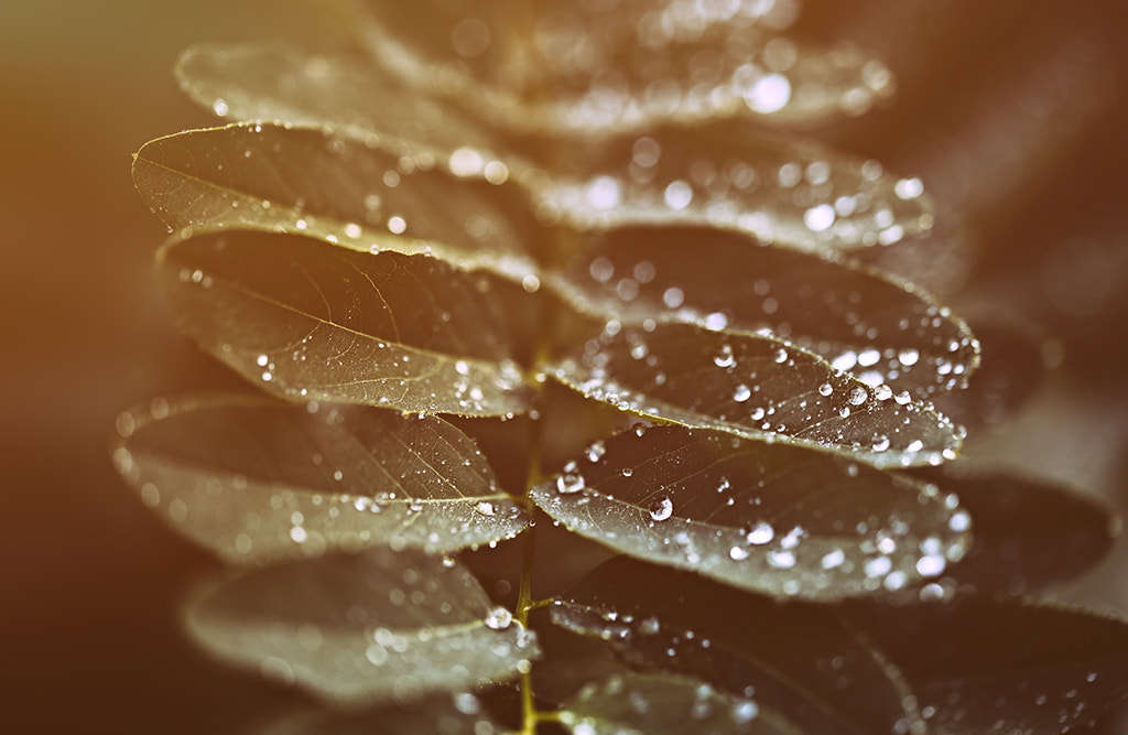 Canon EF 100mm F2.8L Macro IS USM sample photo. Es hätte so viele umstände wie tropfen gegeben, in denen ich heute hätte arbeiten müssen, zum... photography