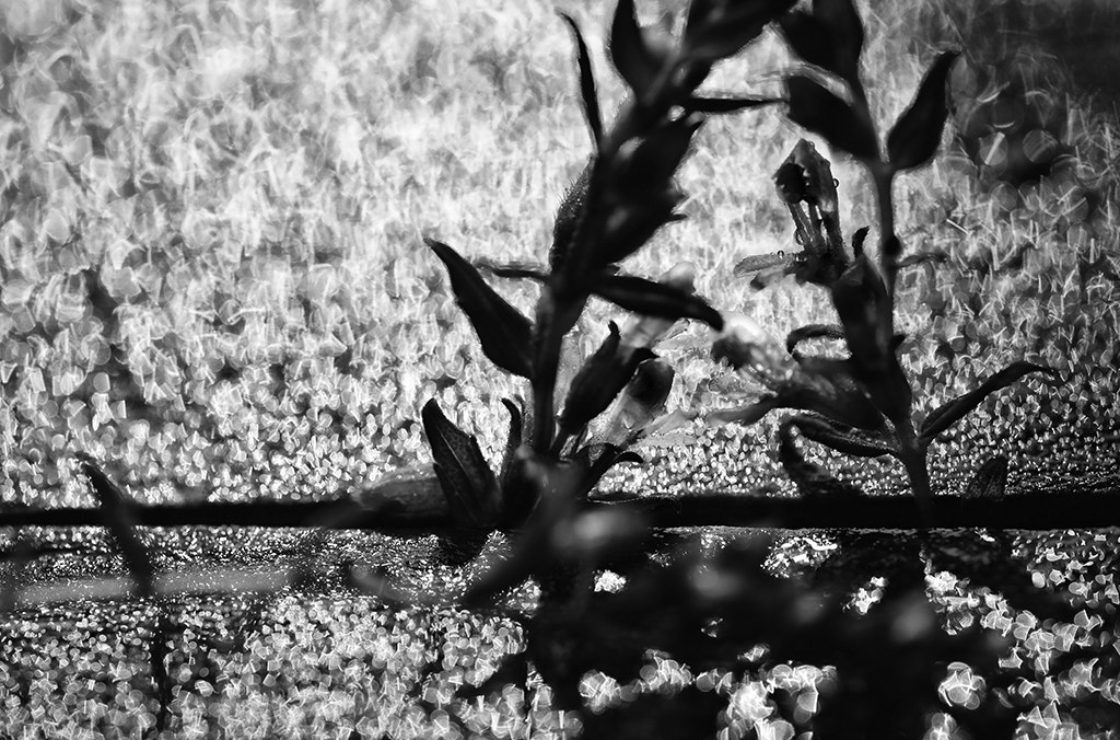Canon EF 100mm F2.8L Macro IS USM sample photo. Aus der reihe: 'keine ahnung, was ich da fotografi photography