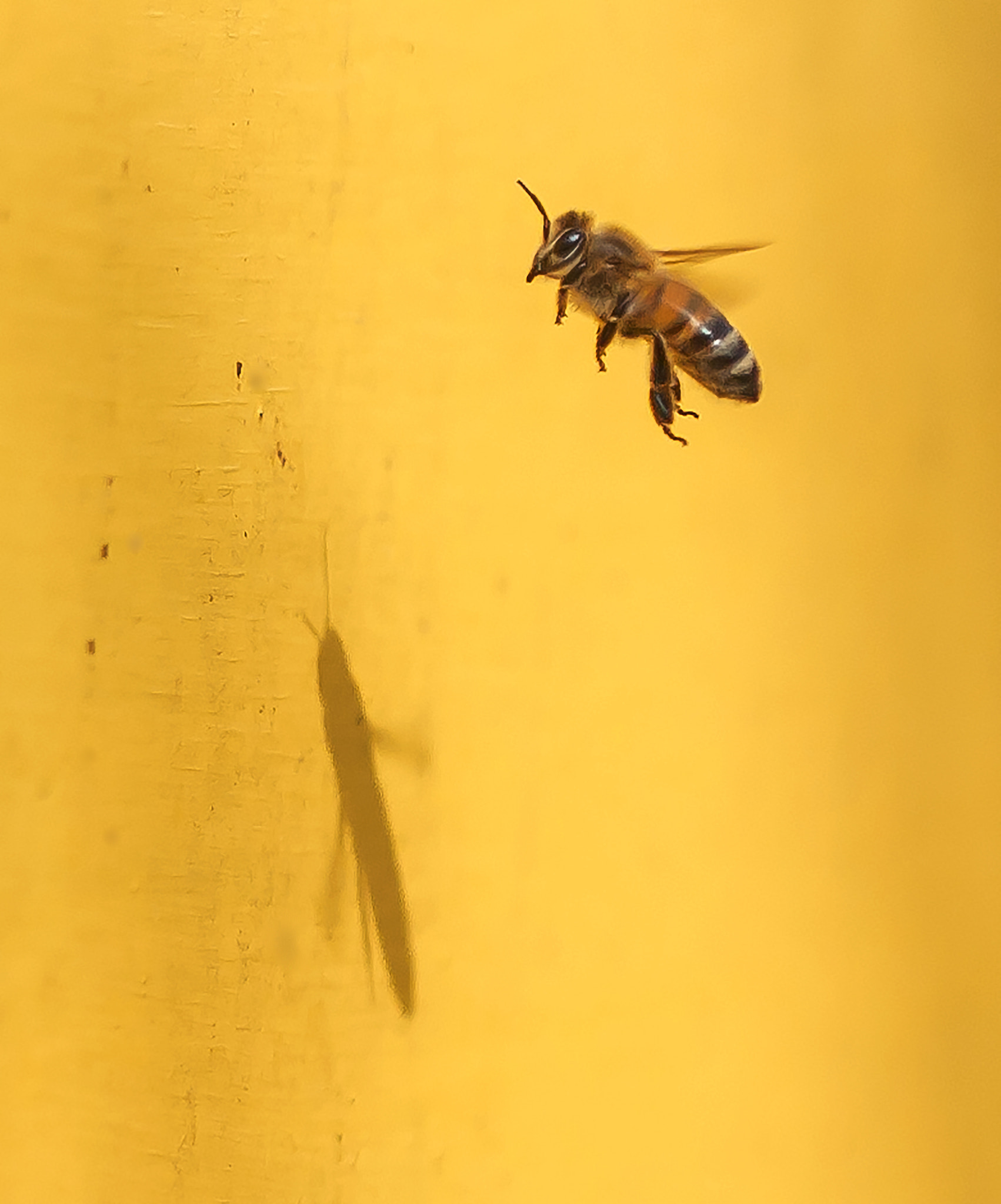 Canon EOS 5D sample photo. Bee good, bee nice so tomorrow you could bee in paradise photography
