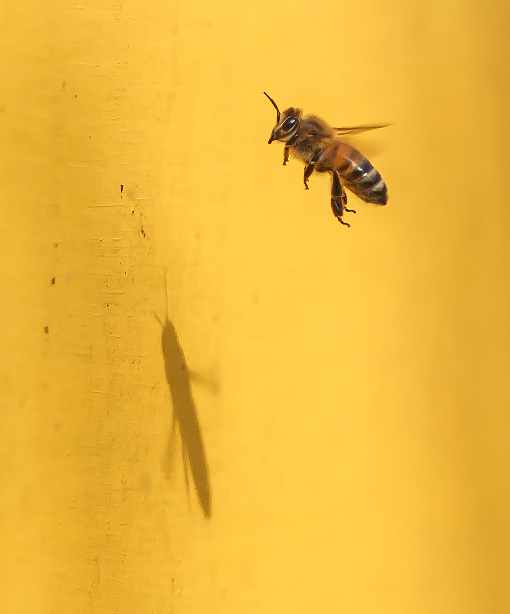 Canon EF 100mm F2.8 Macro USM sample photo. Bee good, bee nice so tomorrow you could bee in paradise photography