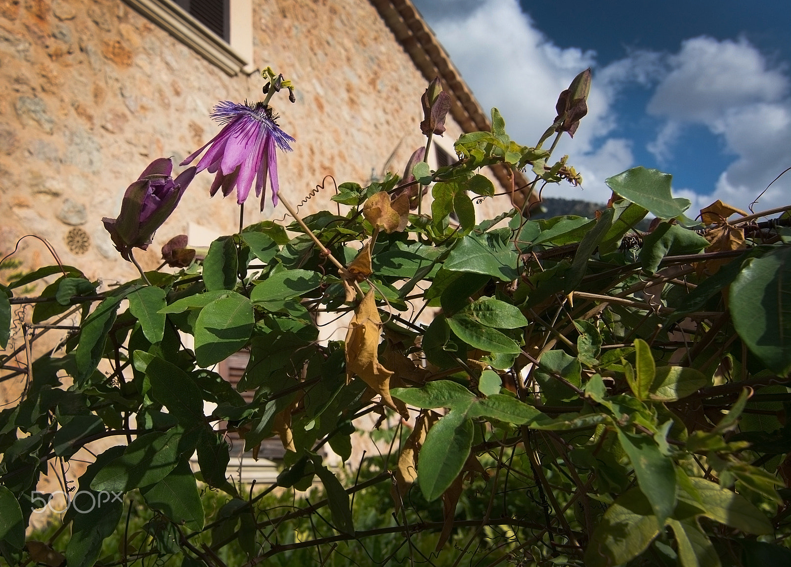 Nikon D7100 sample photo. Blossoming passiflora flower photography