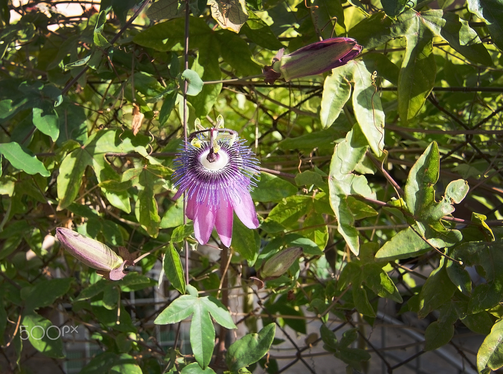 Nikon D7100 + Nikon AF Micro-Nikkor 200mm F4D ED-IF sample photo. Blossoming passiflora flower photography