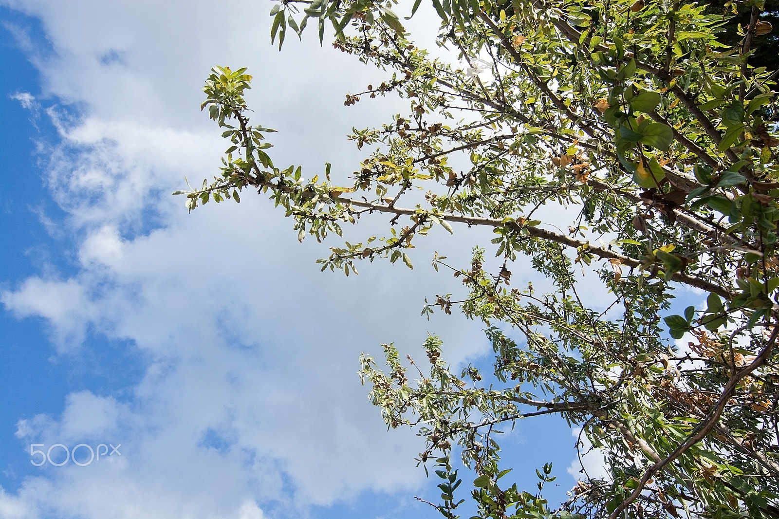 Nikon D7100 + Nikon AF-S Nikkor 600mm F4D ED-IF II sample photo. Almond tree with ripe nuts photography