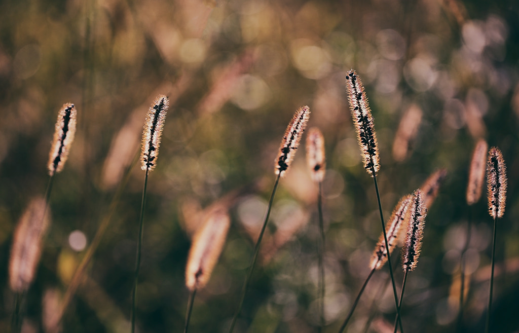 Canon EF 100mm F2.8L Macro IS USM sample photo. Manchmal denke ich selber, ich halluziniere nur, w photography