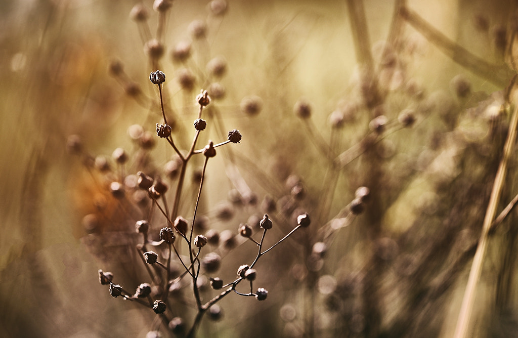 Canon EF 100mm F2.8L Macro IS USM sample photo. Da noch nicht alle kapseln aufgegangen sind, habe photography