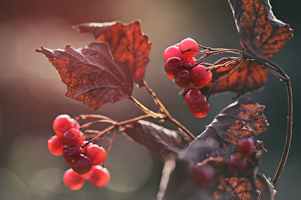 Canon EF 100mm F2.8L Macro IS USM sample photo. Die beeren meinen, so lange sie am busch hängen bl photography