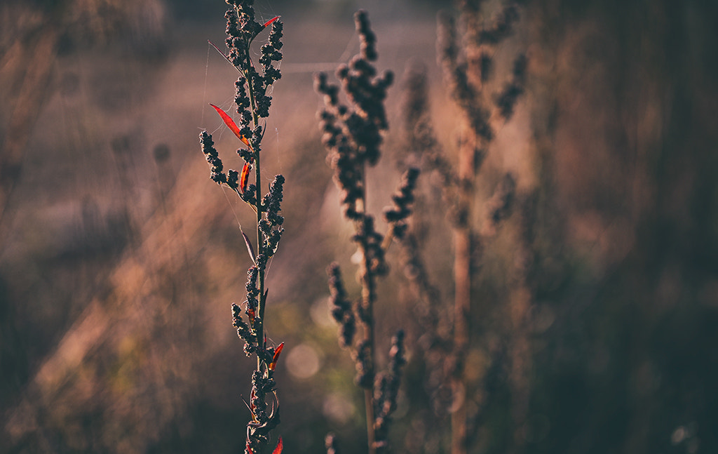 Canon EF 100mm F2.8L Macro IS USM sample photo. Wenn ich mich hinter schutzmauern verstecke, dann photography