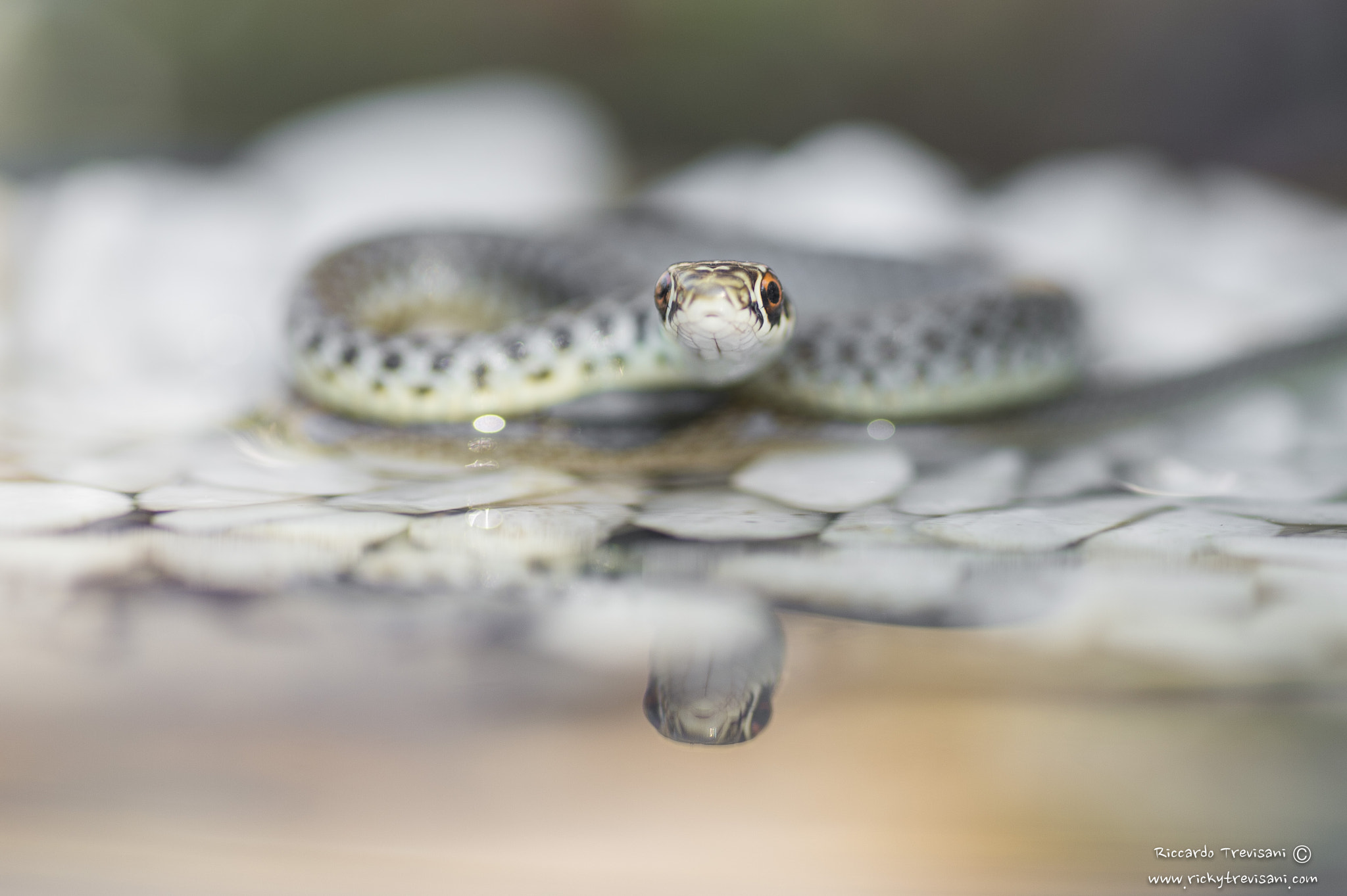 Nikon D4 sample photo. Western whip snake photography