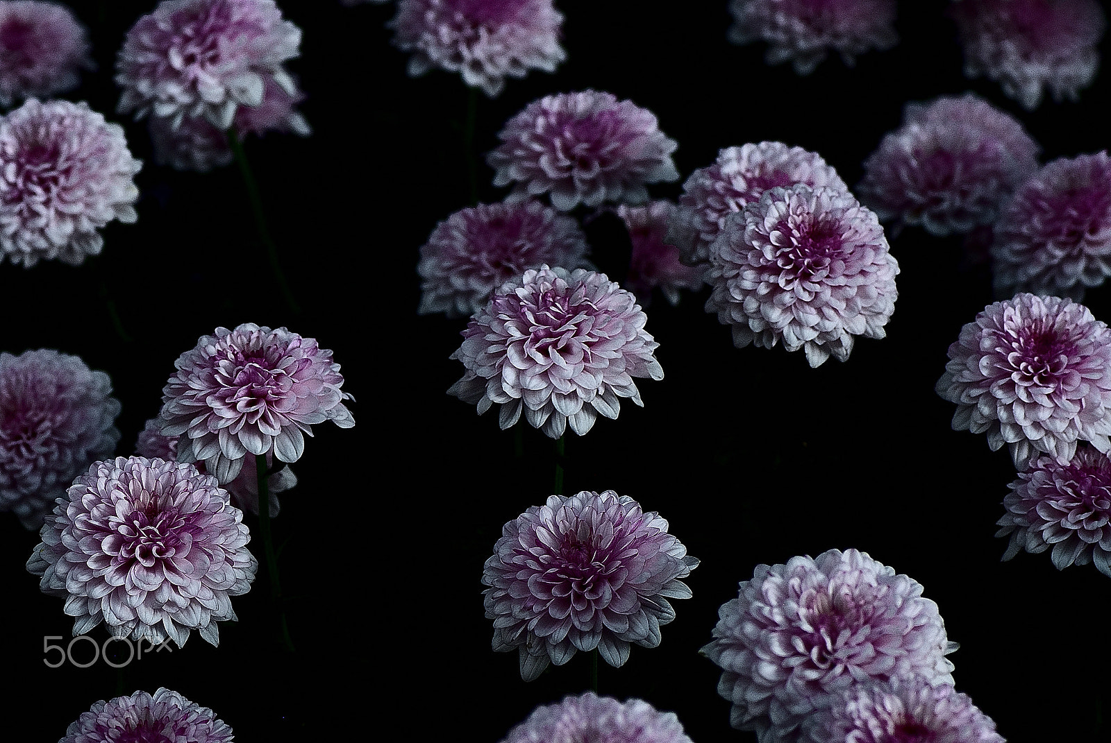 Nikon D200 + Nikon AF-S Micro-Nikkor 105mm F2.8G IF-ED VR sample photo. Cornflower of lined lilac photography