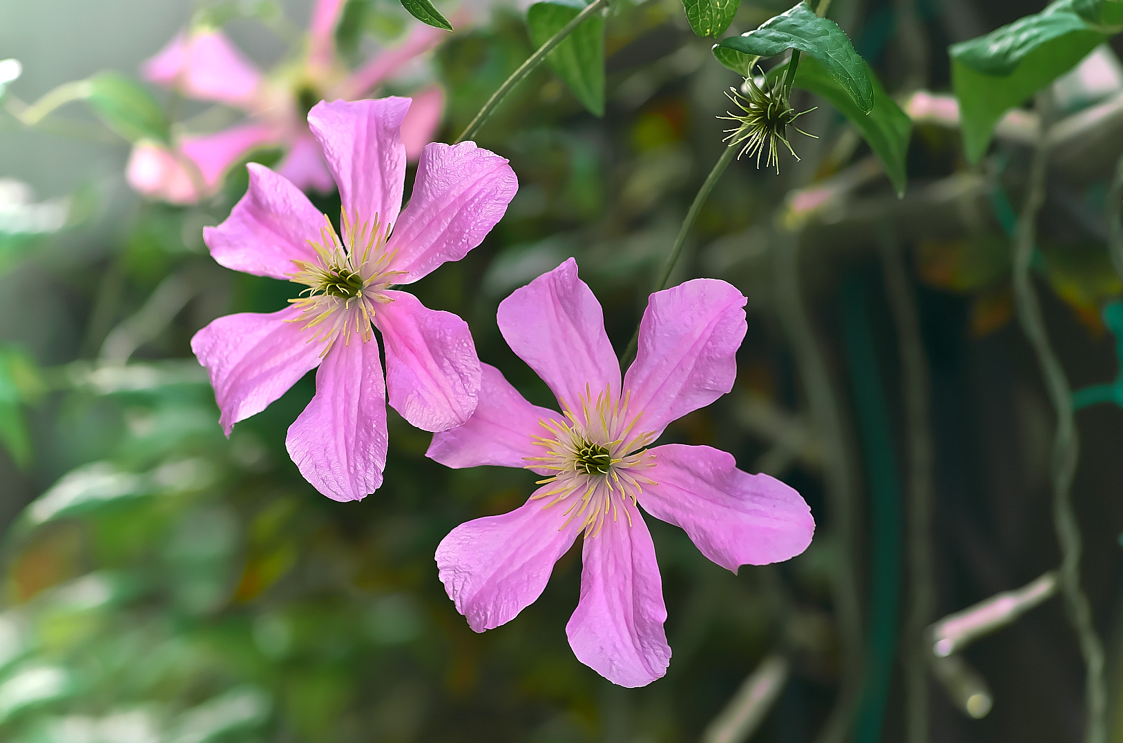 Pentax smc D-FA 100mm F2.8 Macro WR sample photo. Clematis（鉄扇） photography