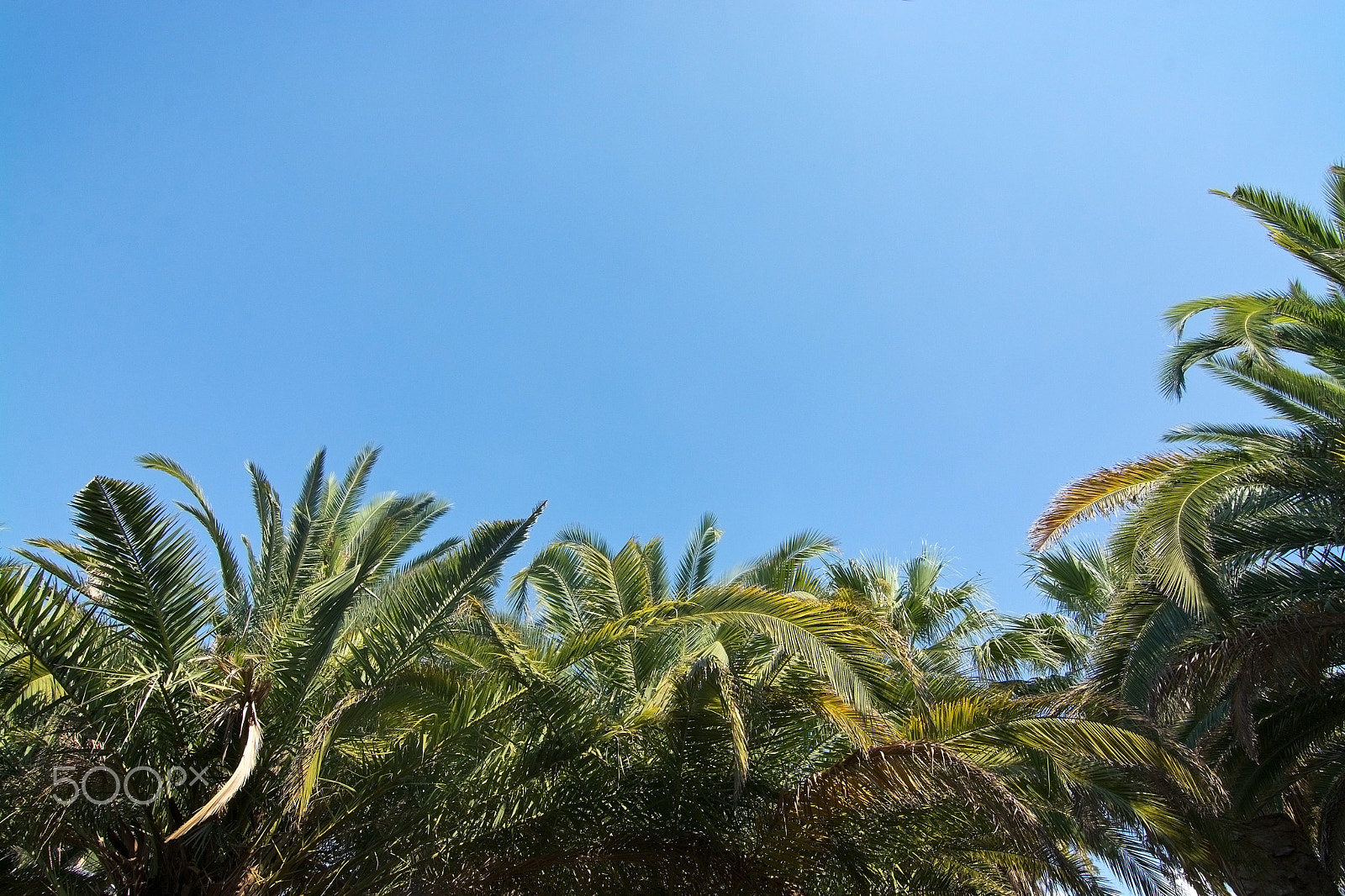 Nikon D7100 + Nikon AF Micro-Nikkor 200mm F4D ED-IF sample photo. Lush green palm trees and blue sky photography