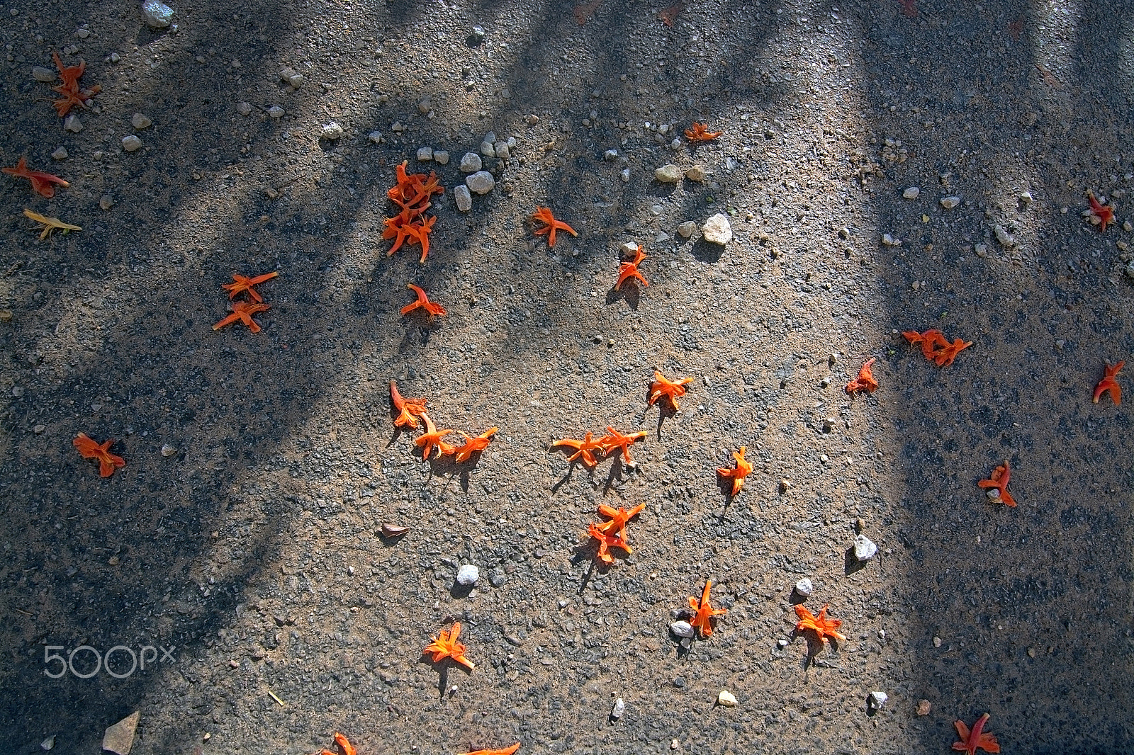 AF Zoom-Nikkor 24-50mm f/3.3-4.5D sample photo. Orange street flowers photography