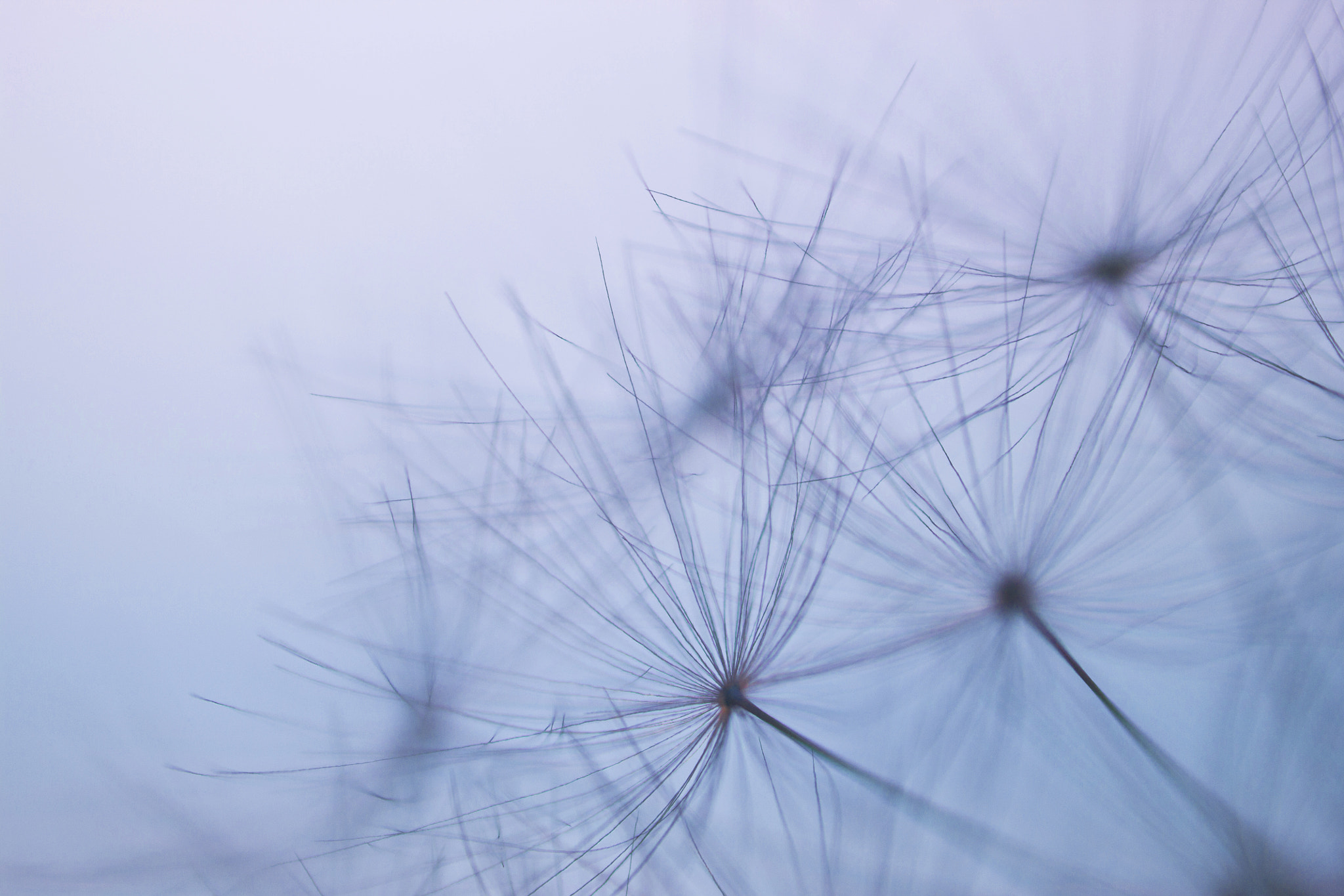 Canon EF-S 60mm F2.8 Macro USM sample photo. Flugschirmchenmakro photography