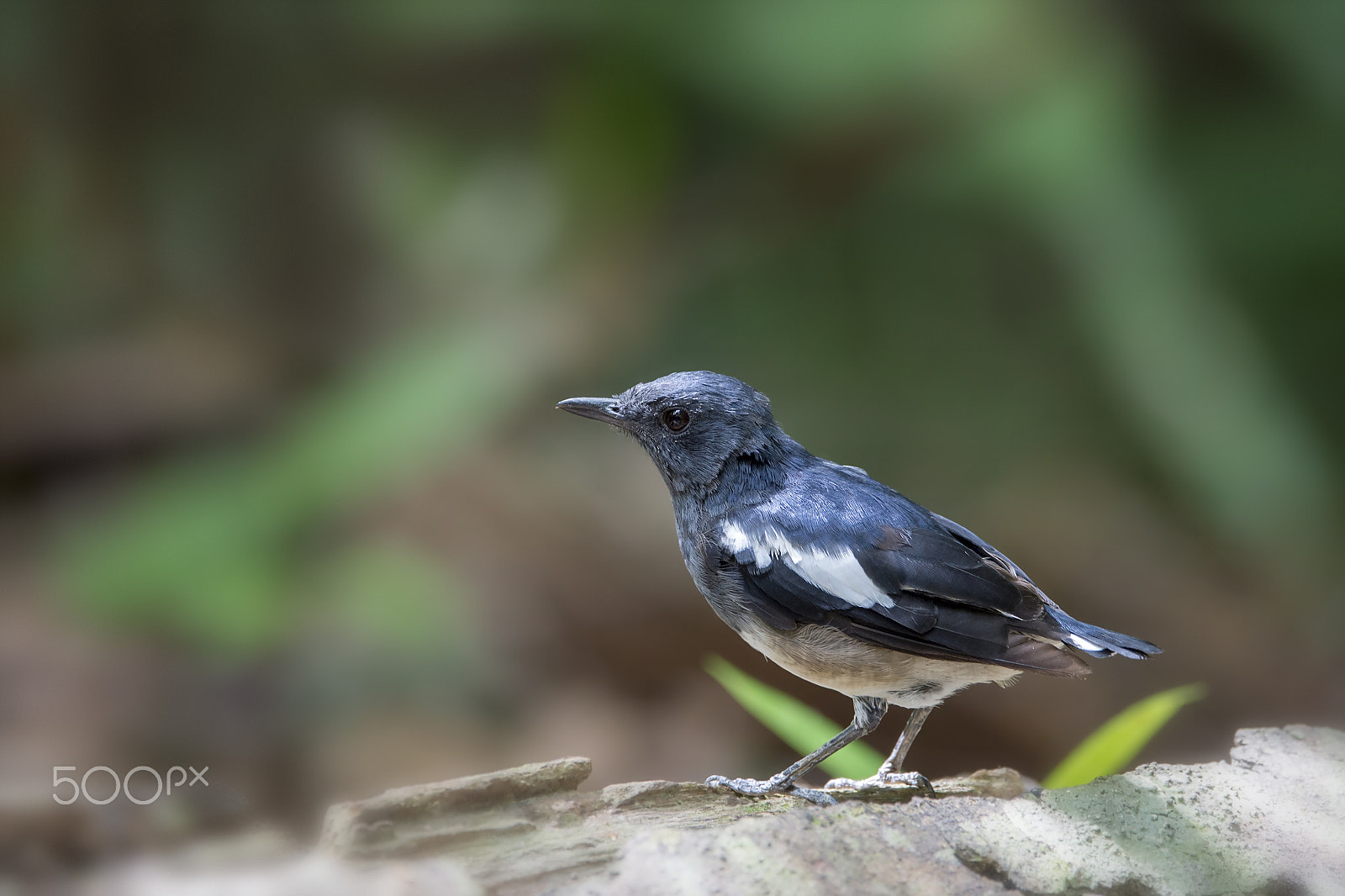 Nikon AF-S Nikkor 600mm F4E FL ED VR sample photo. Oriental magpie robin (jv f) photography