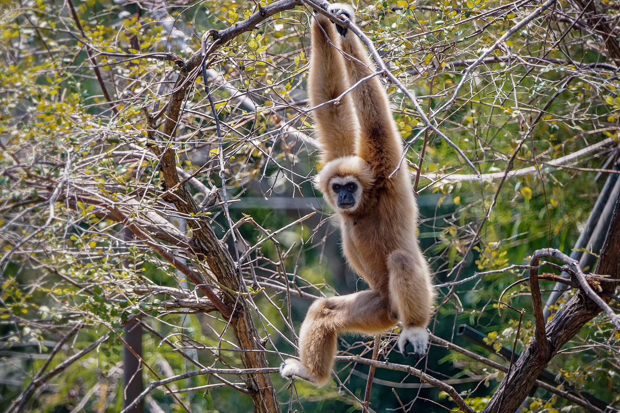 Sony 70-400mm F4-5.6 G SSM II sample photo. Lar gibbon / white-handed gibbon photography