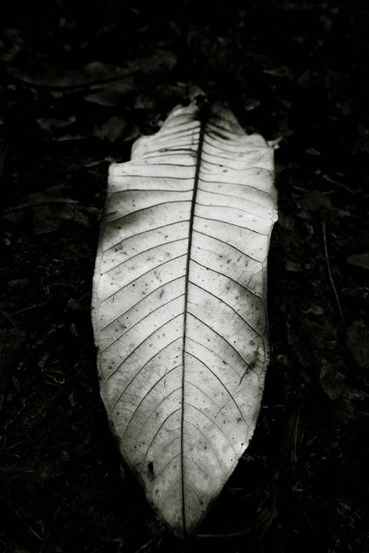 Nikon D800 sample photo. Leaf photography