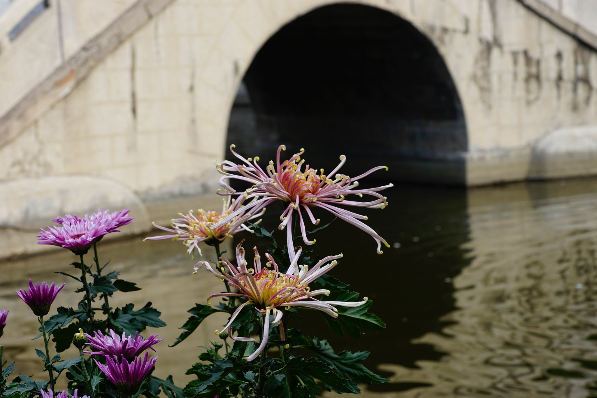 Sony a7 II + Sony FE 90mm F2.8 Macro G OSS sample photo. 岁月斑驳情依旧 photography