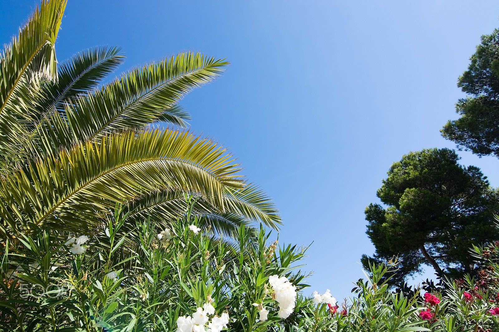 Zoom-Nikkor 1200-1700mm f/5.6-8 P ED IF sample photo. Palm leaves and flowers background photography