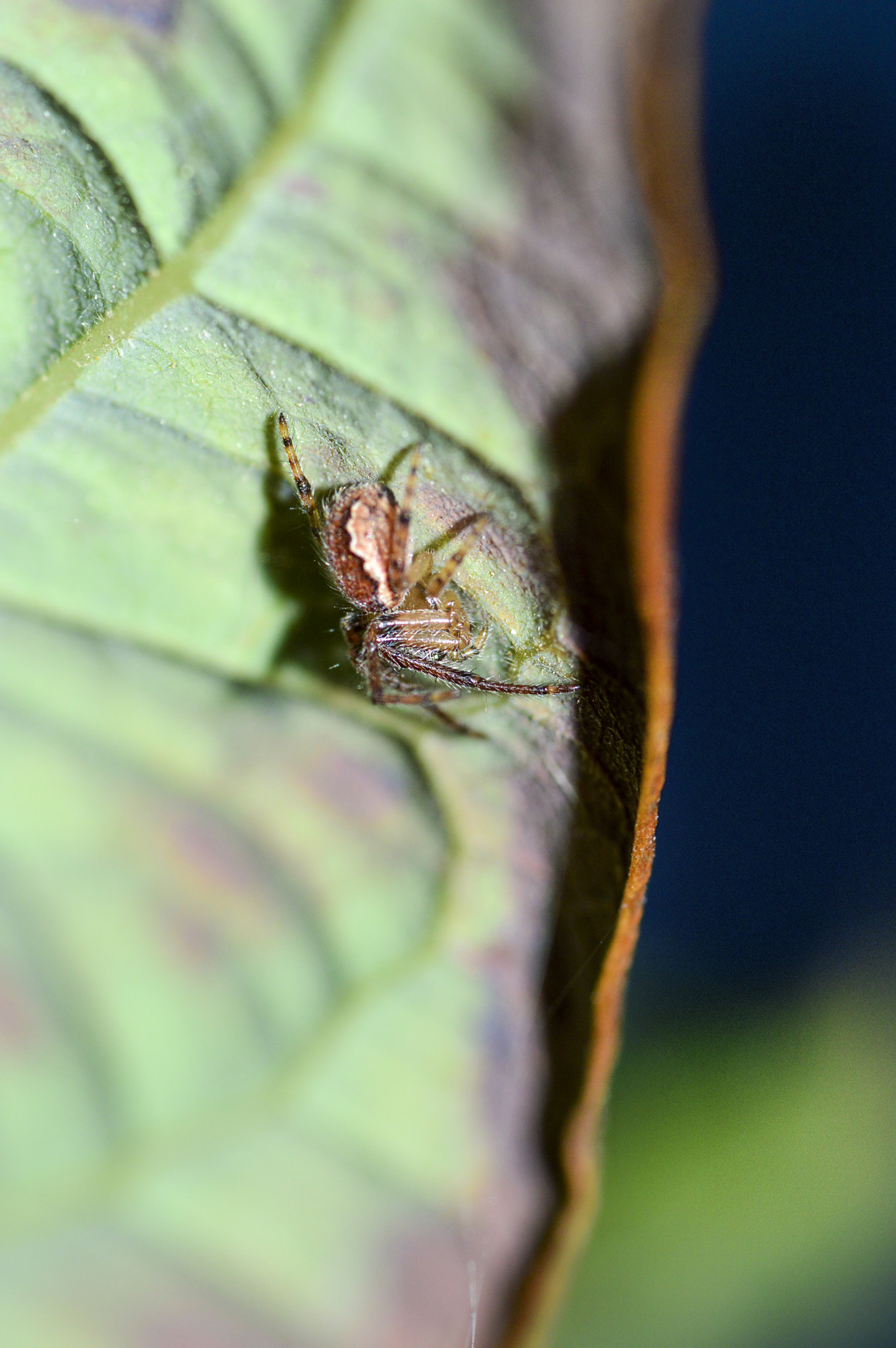 Nikon AF-S Micro-Nikkor 105mm F2.8G IF-ED VR sample photo. Hide and seek photography