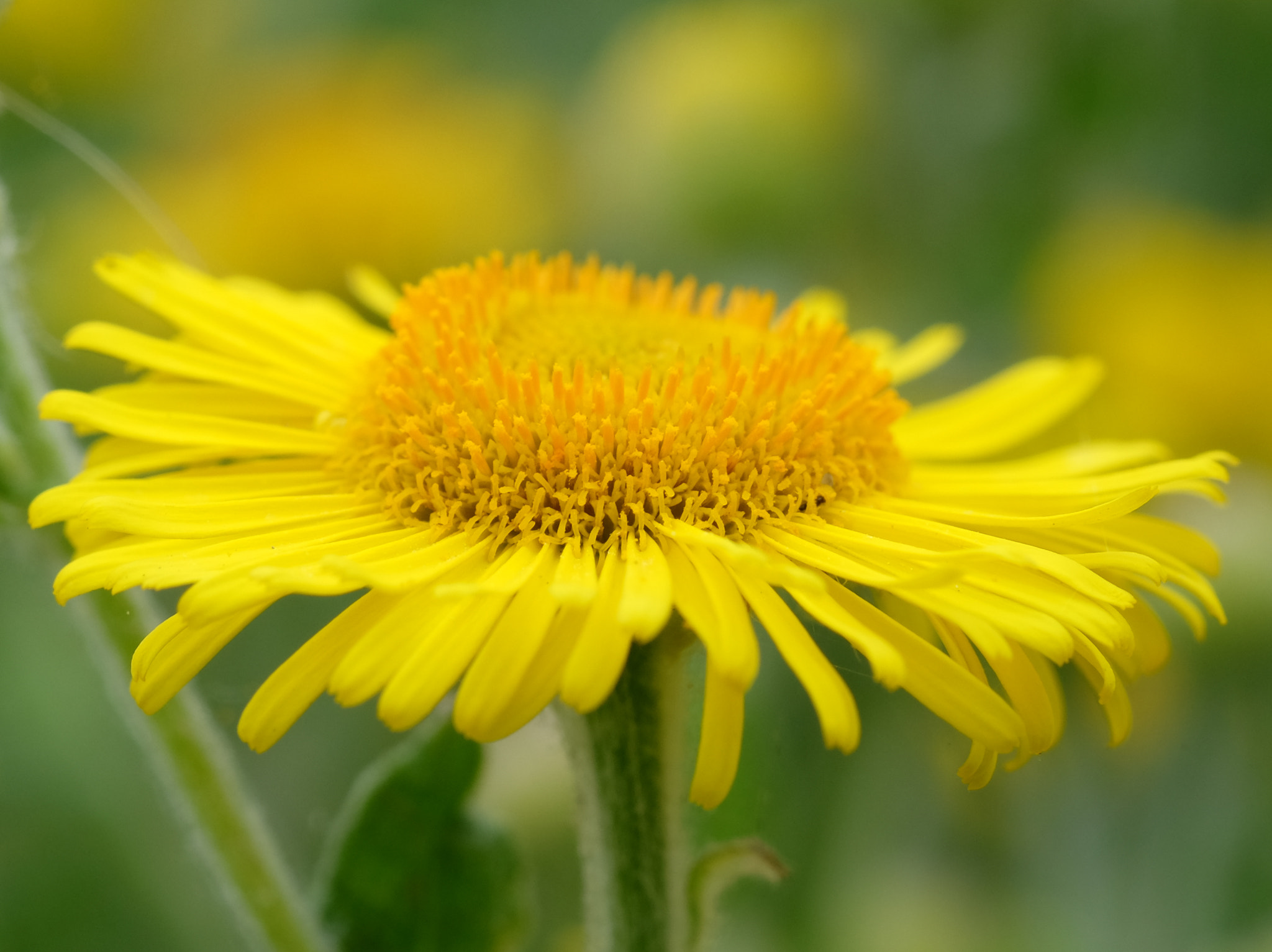 Fujifilm X-T1 + Fujifilm XF 60mm F2.4 R Macro sample photo. Bright yellow photography