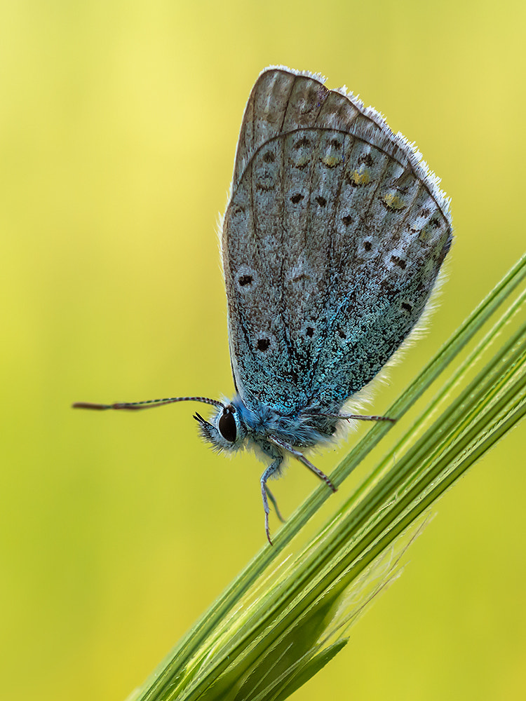Nikon AF Micro-Nikkor 60mm F2.8D sample photo. Polyommatus icarus photography
