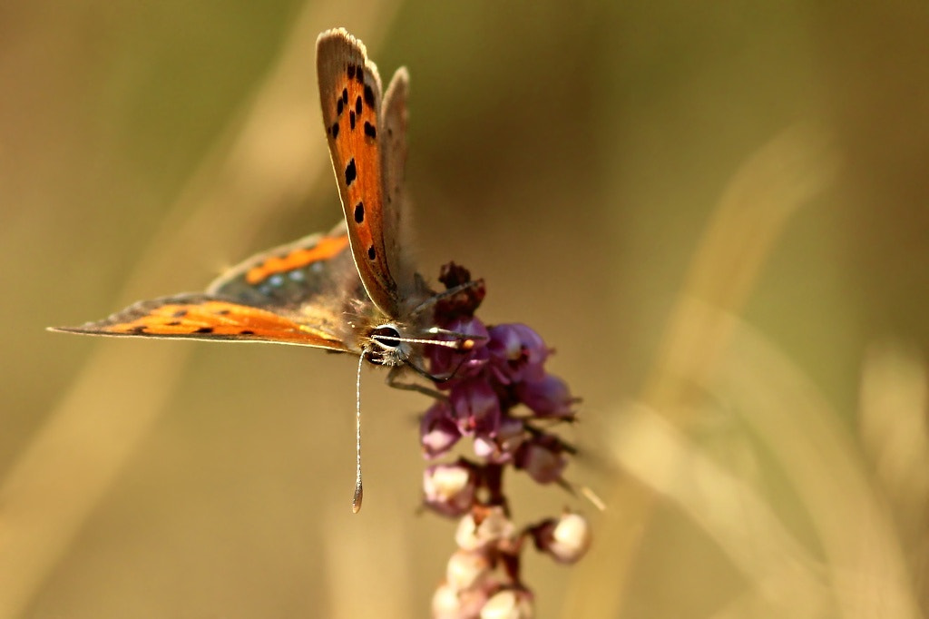 Canon EOS 1200D (EOS Rebel T5 / EOS Kiss X70 / EOS Hi) + Sigma 105mm F2.8 EX DG Macro sample photo. Lycaena phlaea... photography