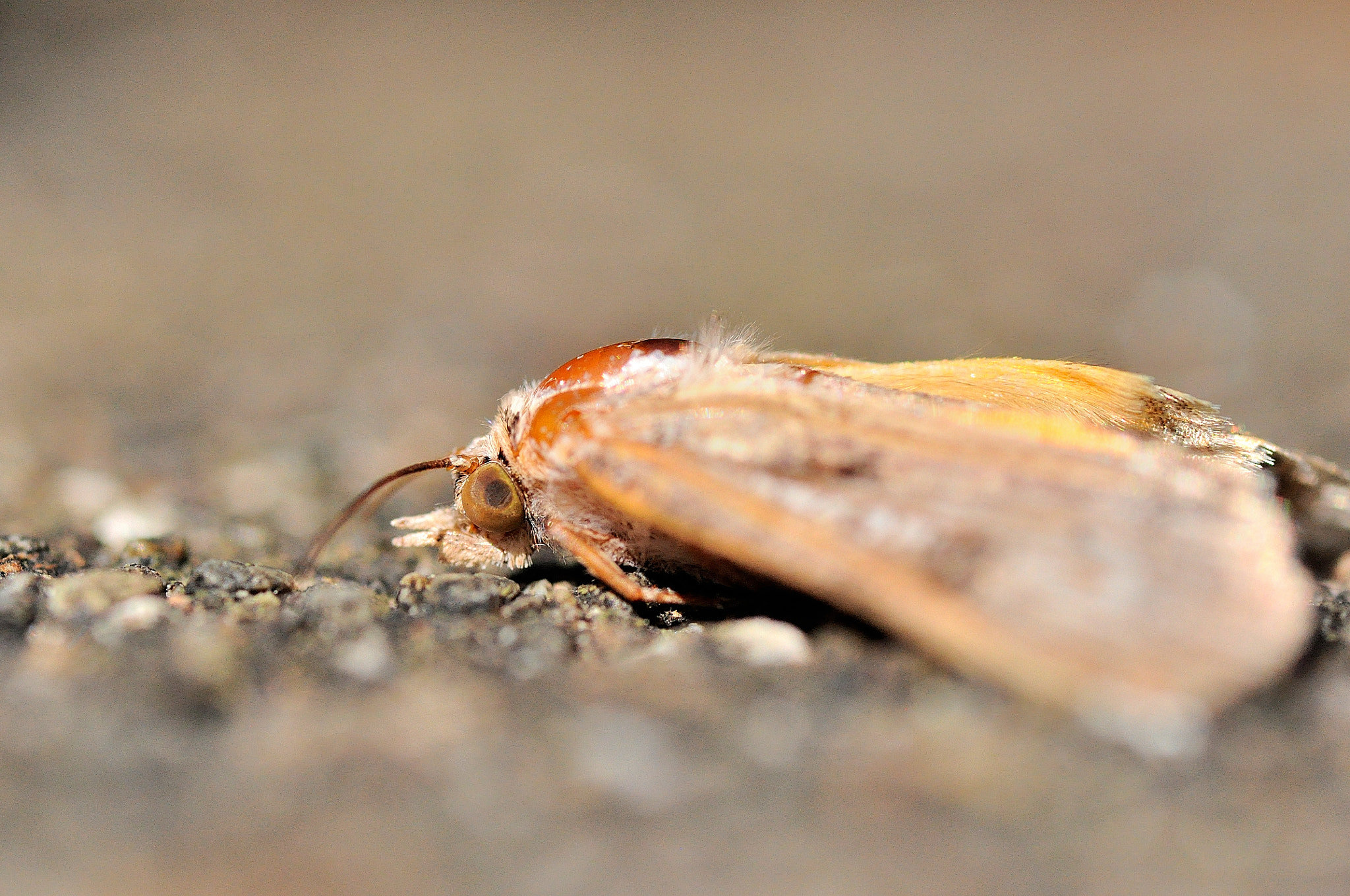 Sigma 105mm F2.8 EX DG Macro sample photo. Moth photography