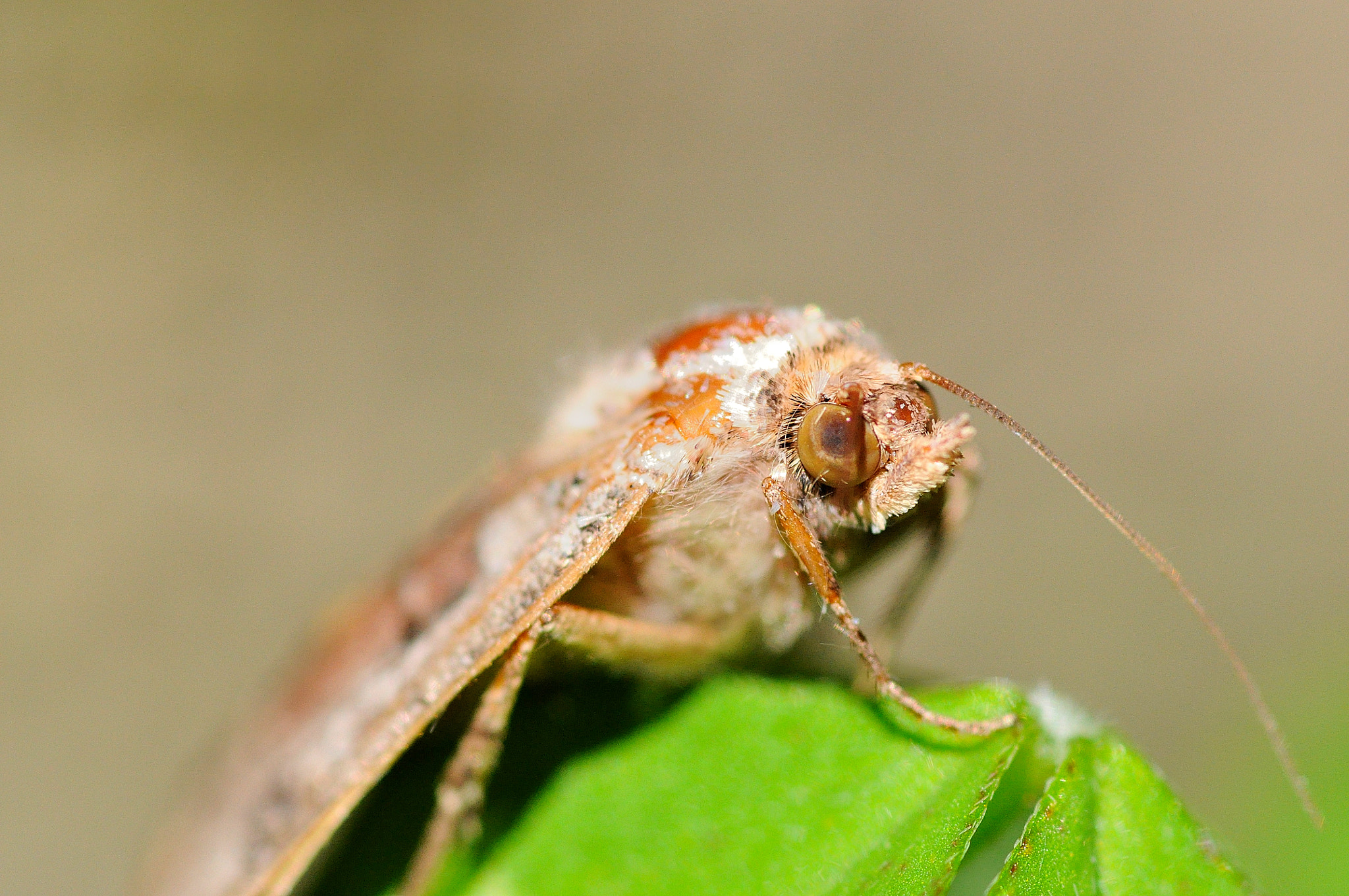 Sigma 105mm F2.8 EX DG Macro sample photo. Moth photography