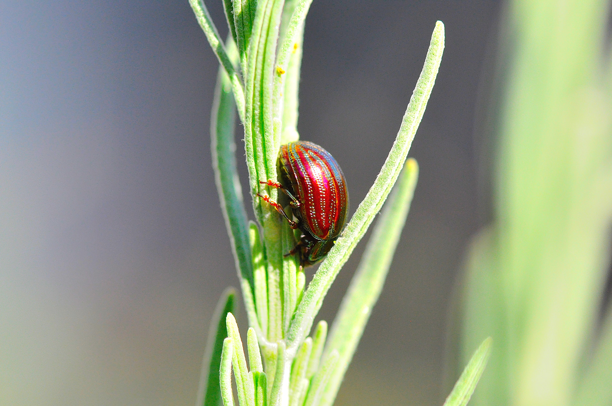 Sigma 105mm F2.8 EX DG Macro sample photo. Red beetle photography