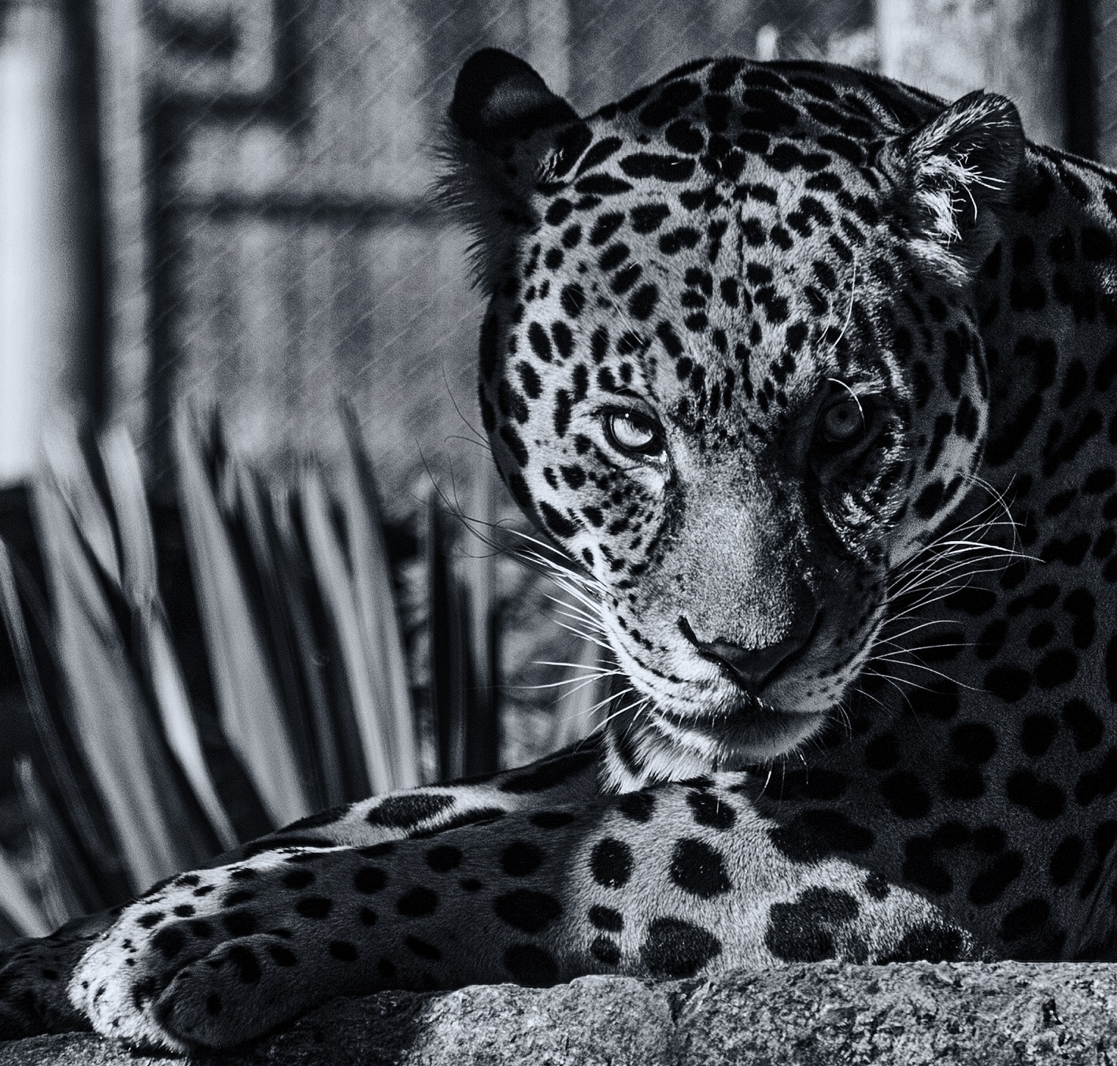 Nikon D3 sample photo. Jaguar photography