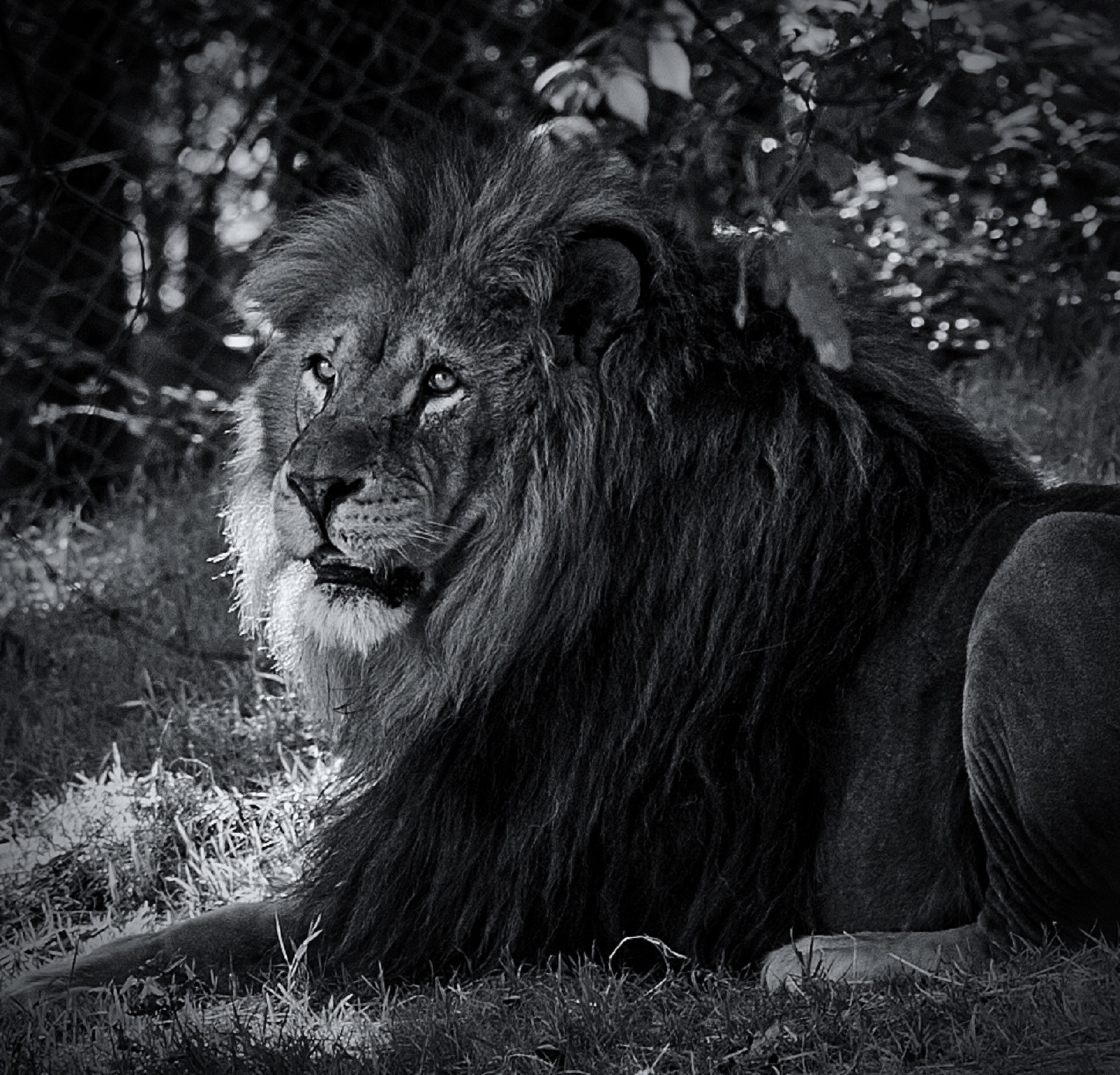 Nikon D3 sample photo. Lion photography