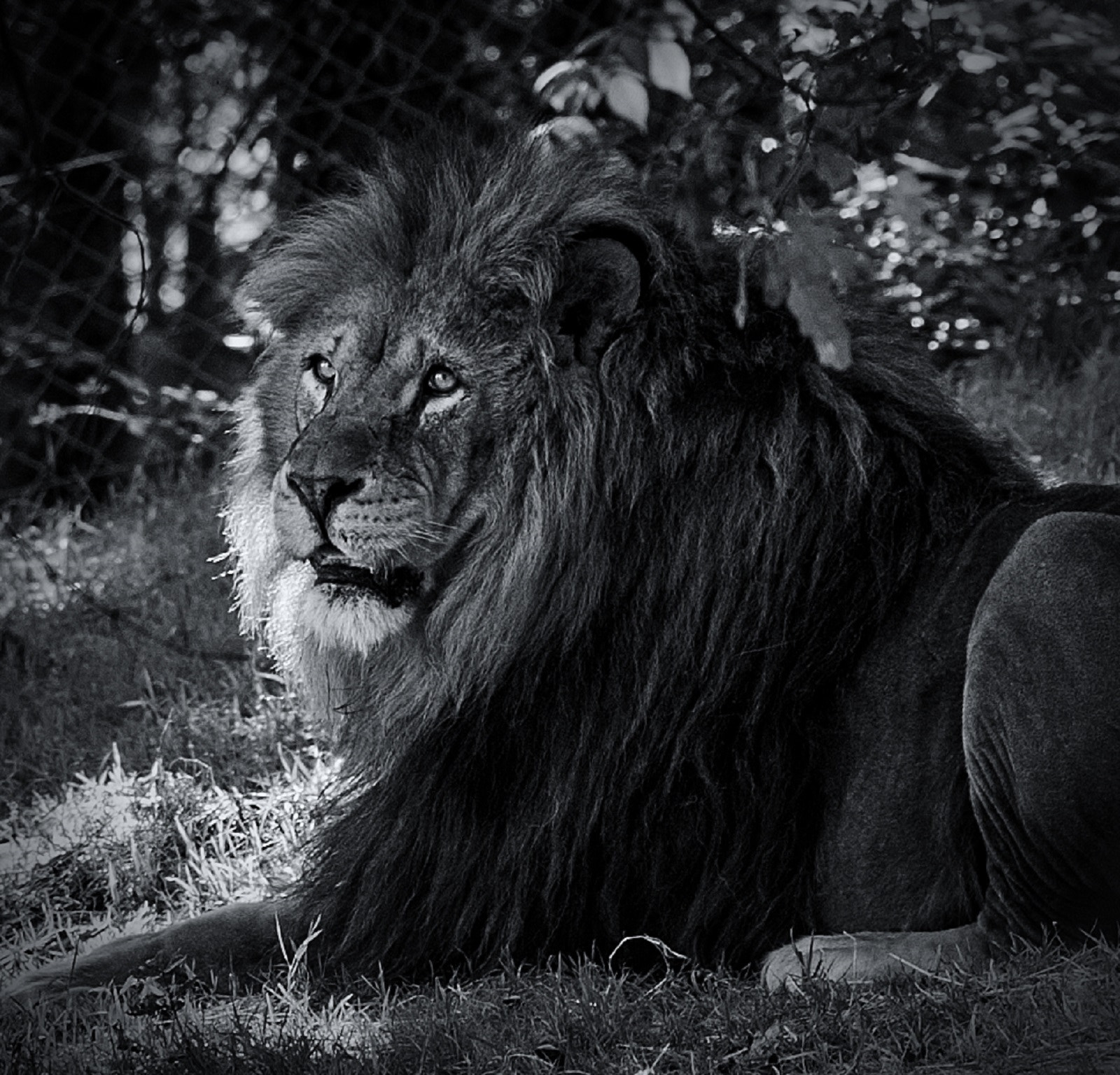 Sigma 150-600mm F5-6.3 DG OS HSM | C sample photo. Lion photography