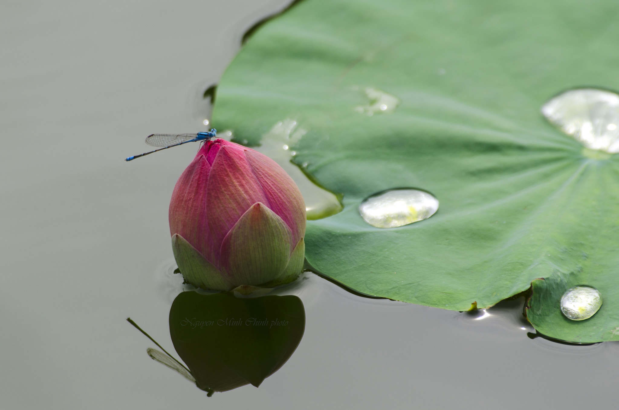 Nikon D7000 + Sigma 70-300mm F4-5.6 DG OS sample photo