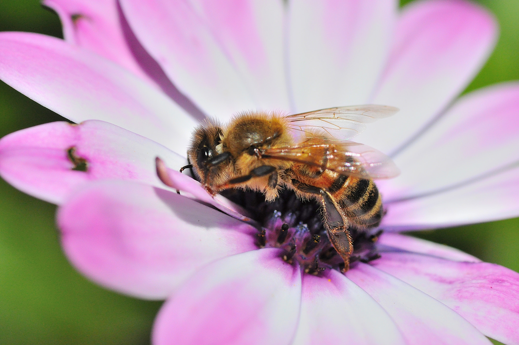 Sigma 105mm F2.8 EX DG Macro sample photo. Bee in a pink flower photography